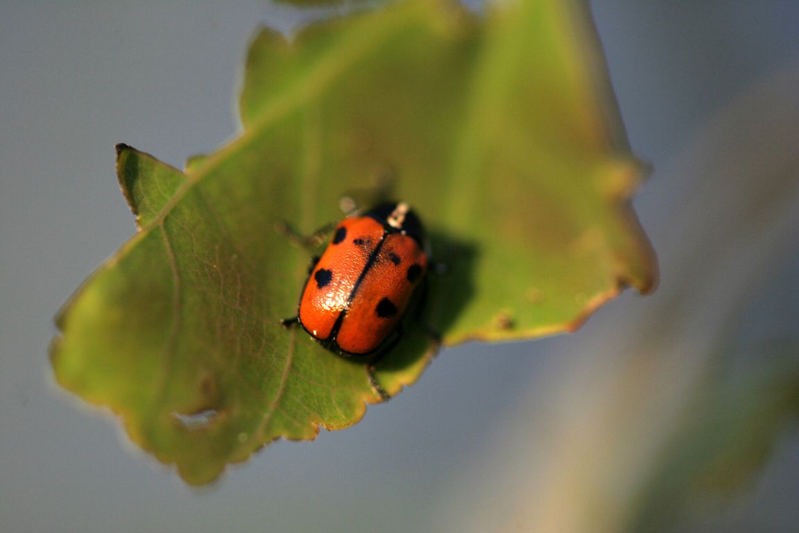 Krytohlav rodu Cryptocephalus.jpg