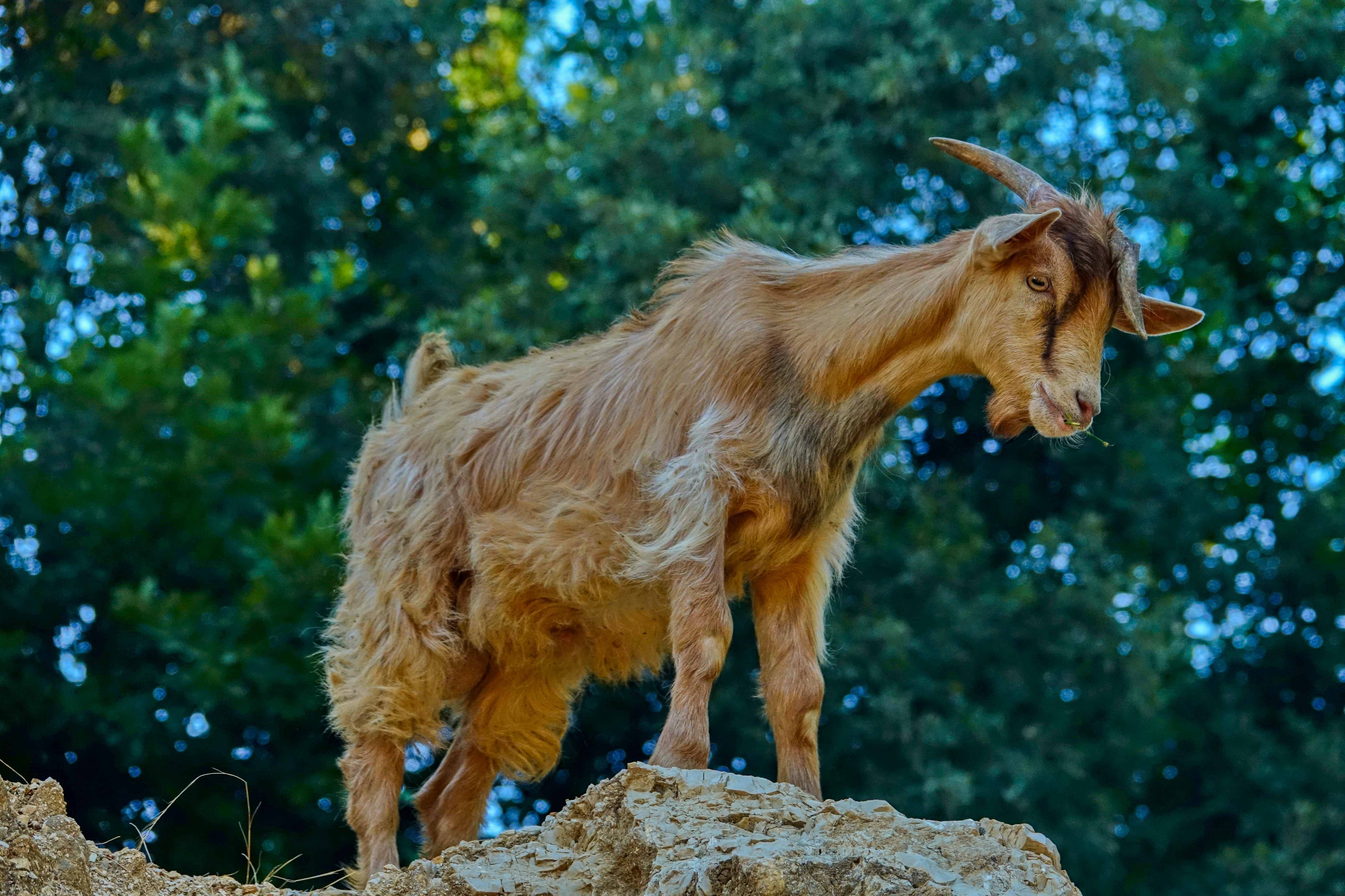 Albánie_Syri i Kaltër_Modré oko_2019_07_010