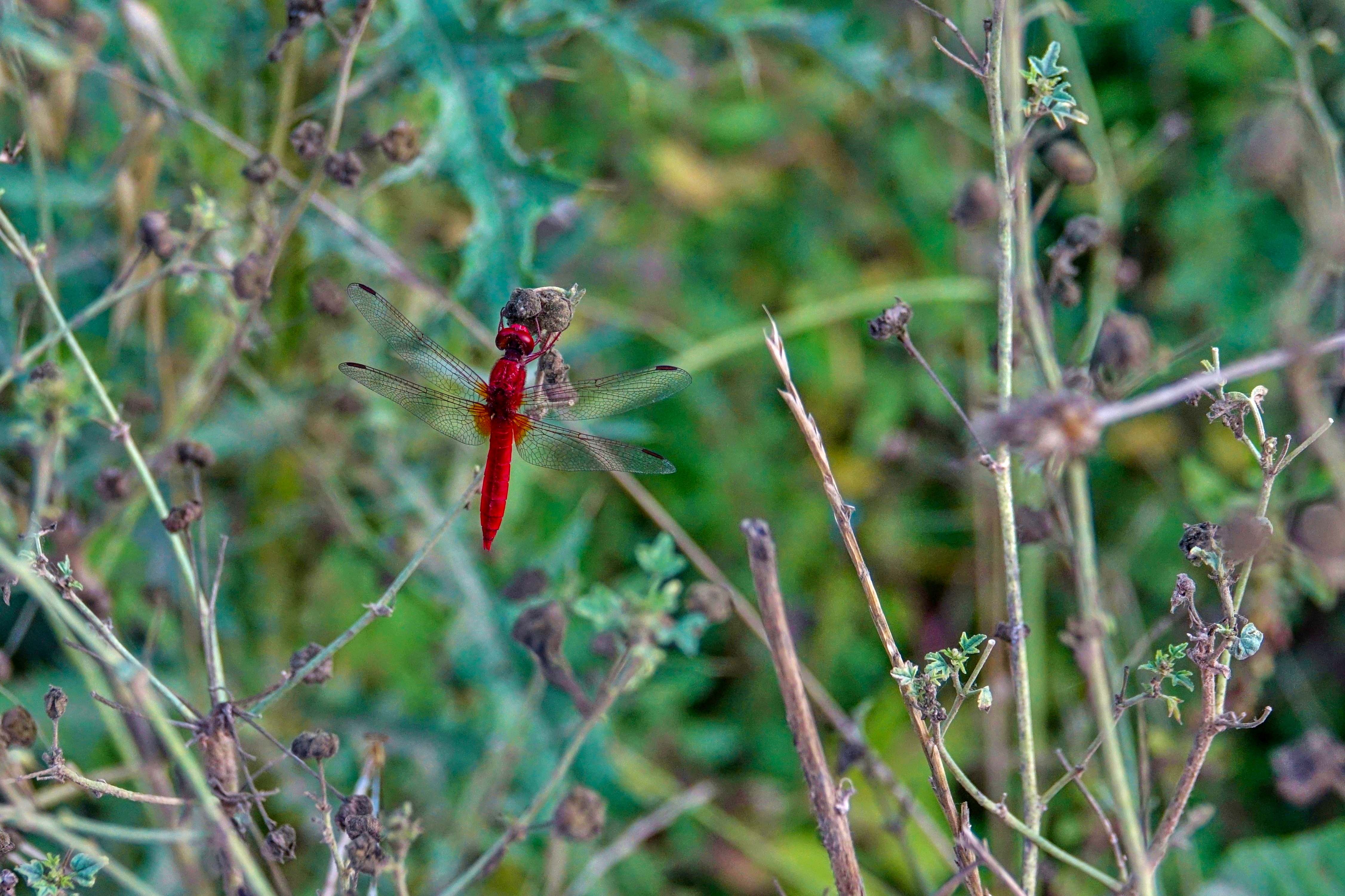 Albánie_Syri i Kaltër_Modré oko_2019_07_012