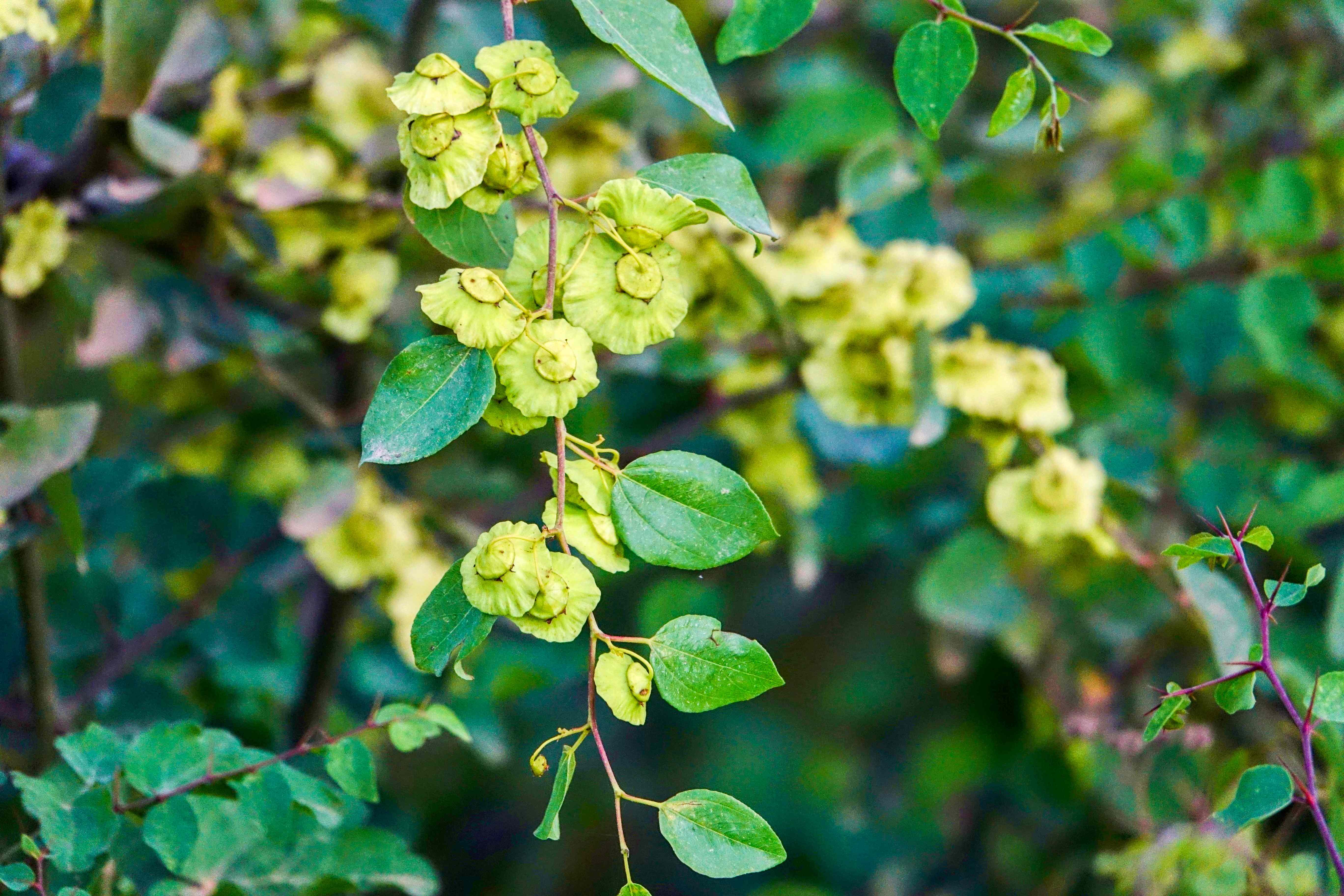 Albánie_Syri i Kaltër_Modré oko_2019_07_013