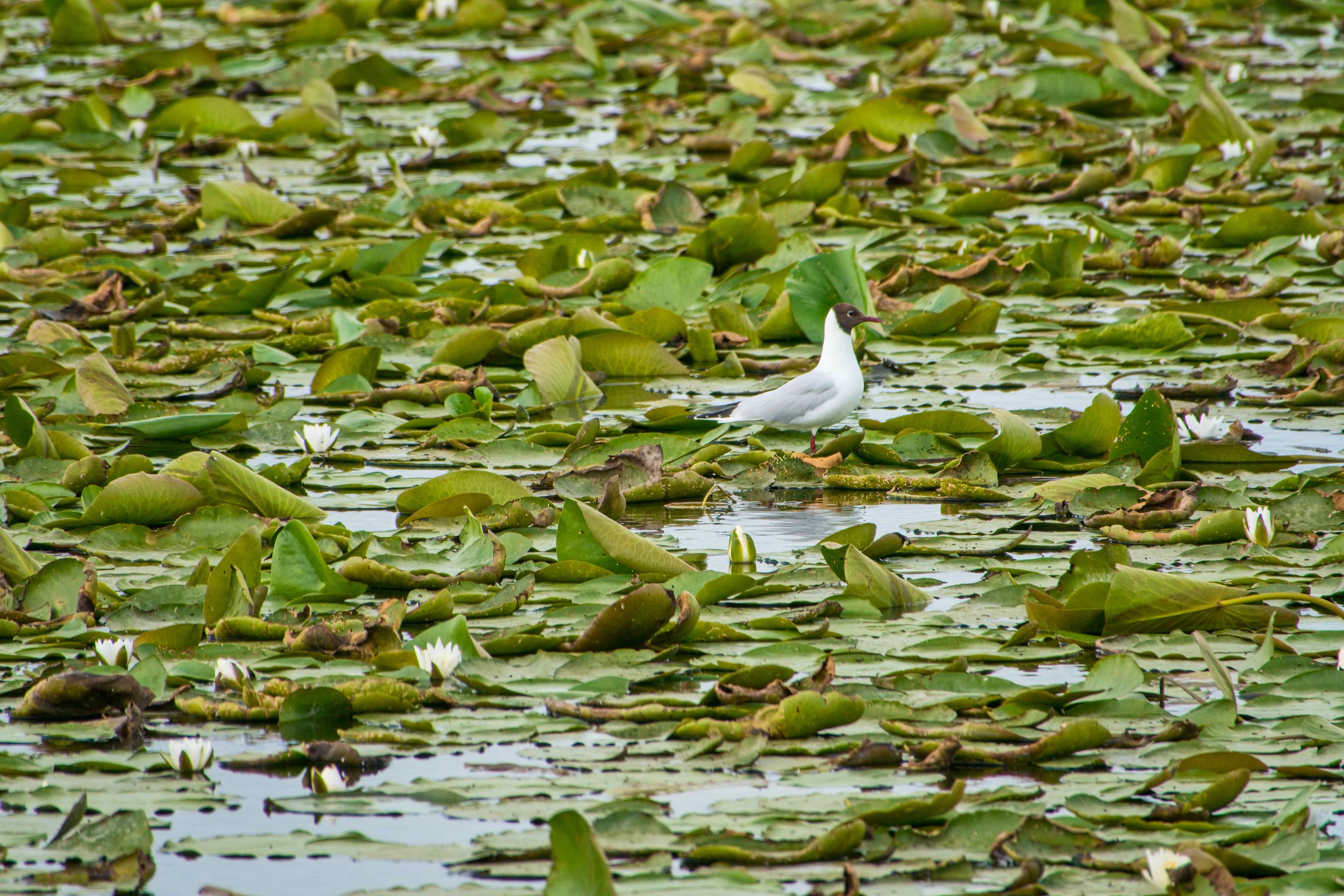Elblagský kanál_ 2025_06_30_007
