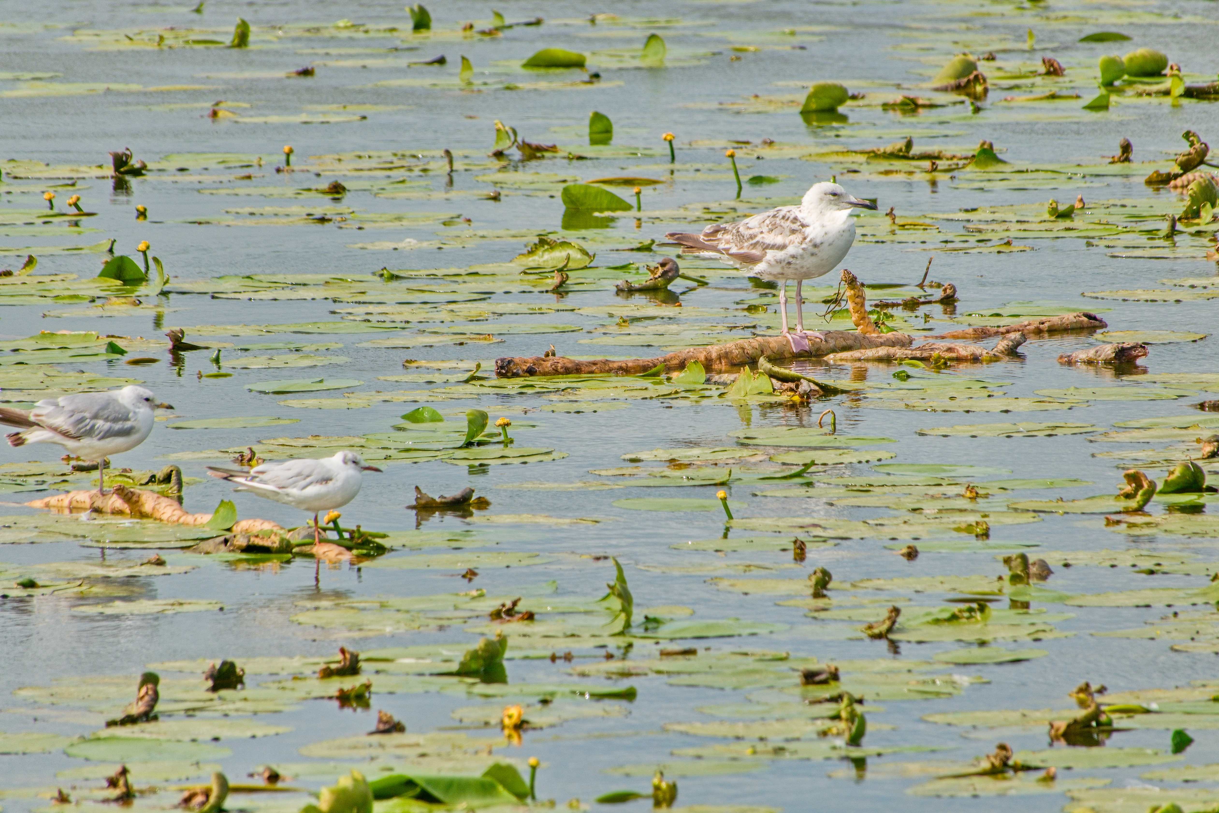 Elblagský kanál_ 2025_06_30_009