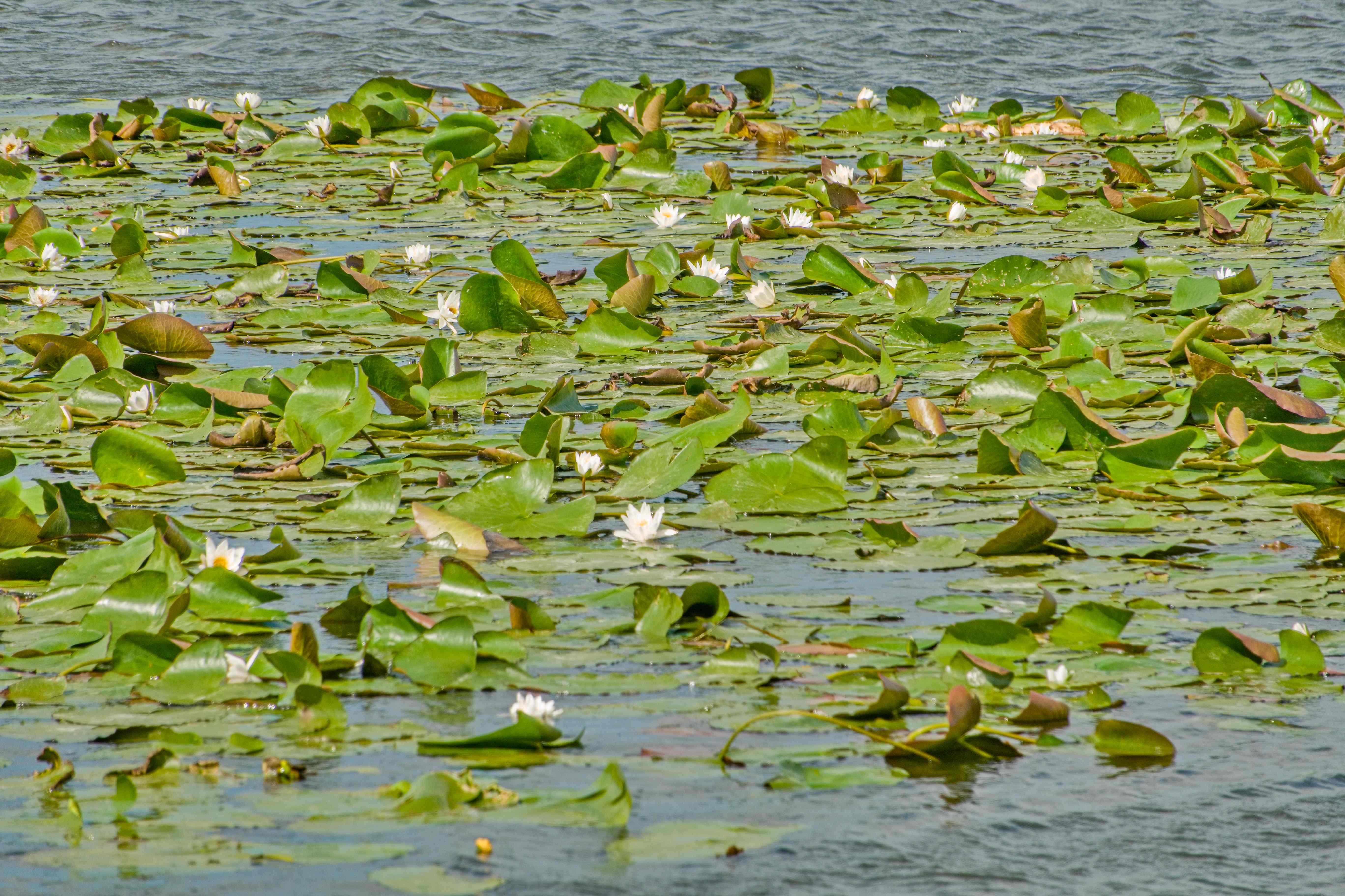 Elblagský kanál_ 2025_06_30_010