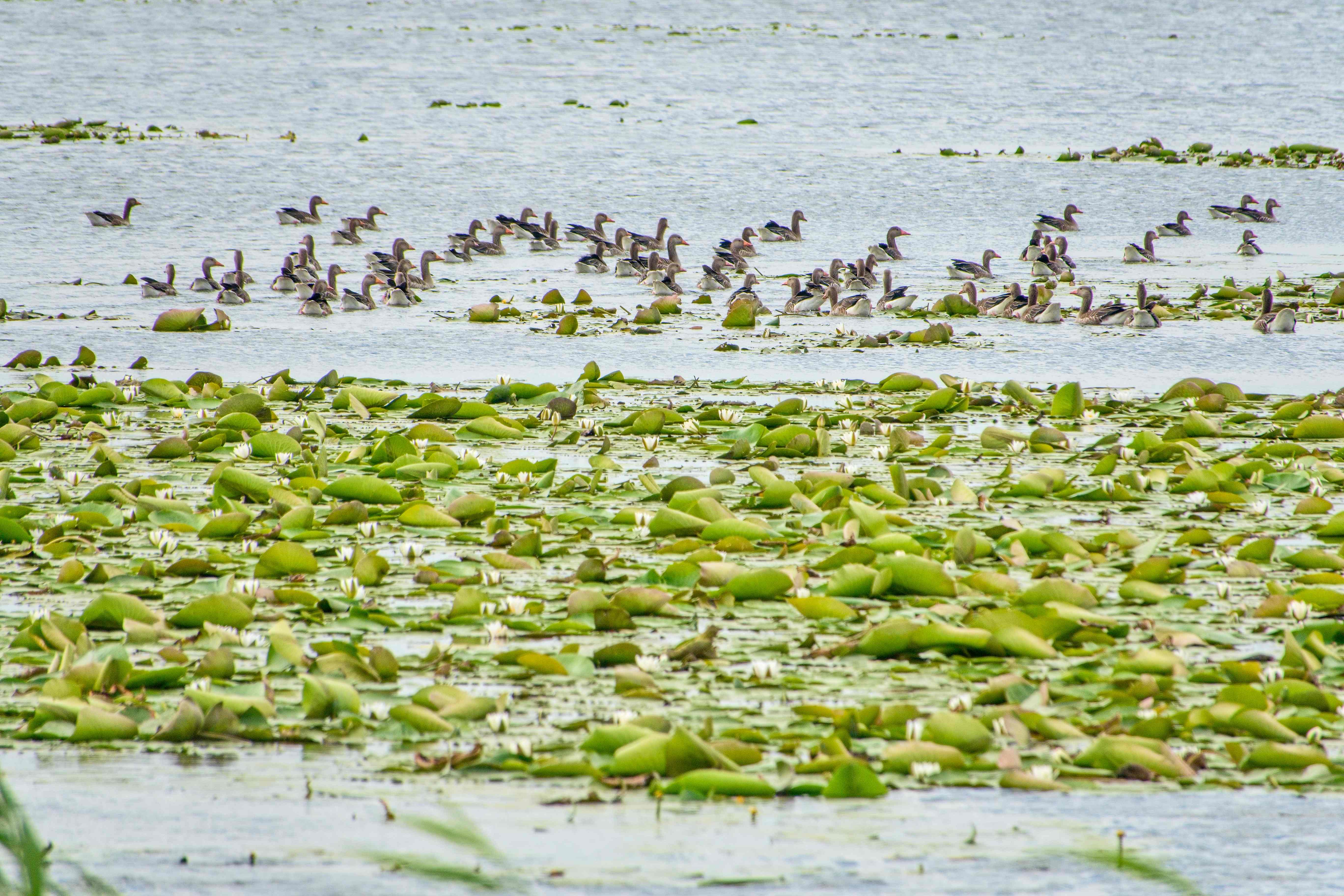 Elblagský kanál_ 2025_06_30_017