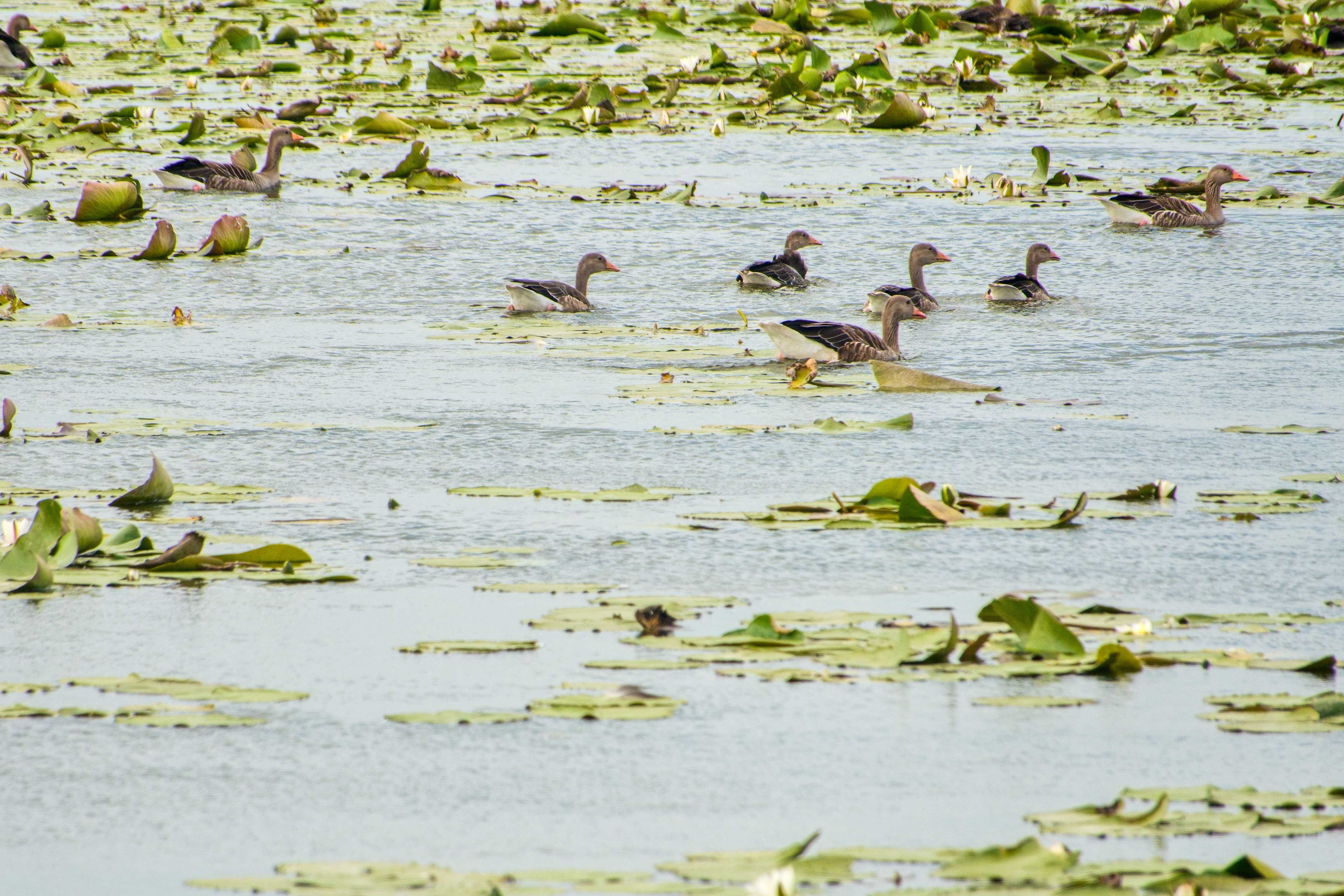 Elblagský kanál_ 2025_06_30_018