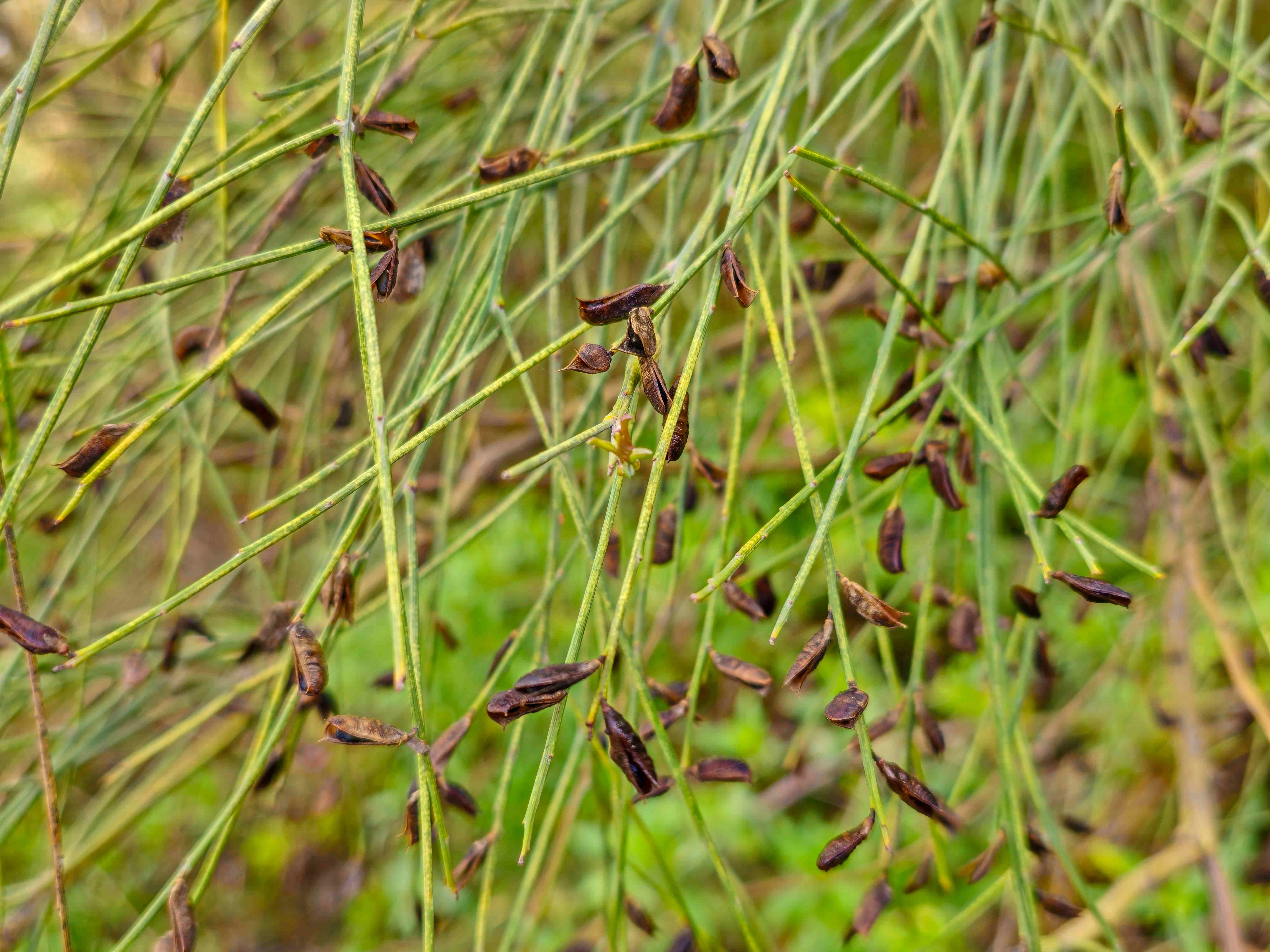 2025_10_27_Vesuv_dopoledne_kručinka ssp._028