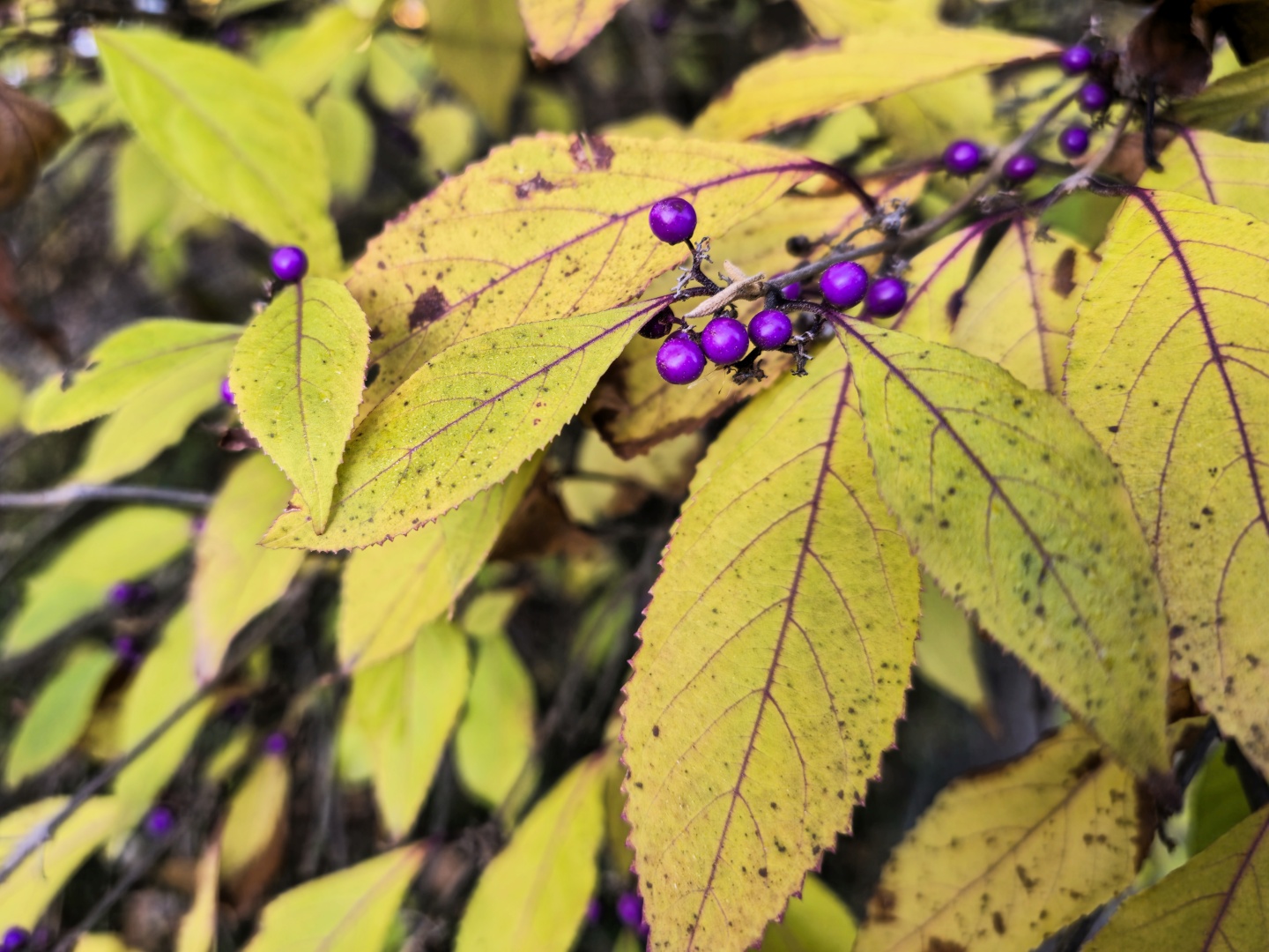 Callicarpa bodinieri