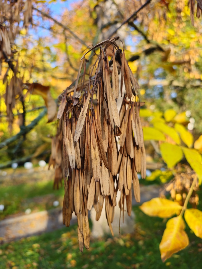 Fraxinus biltmoreana