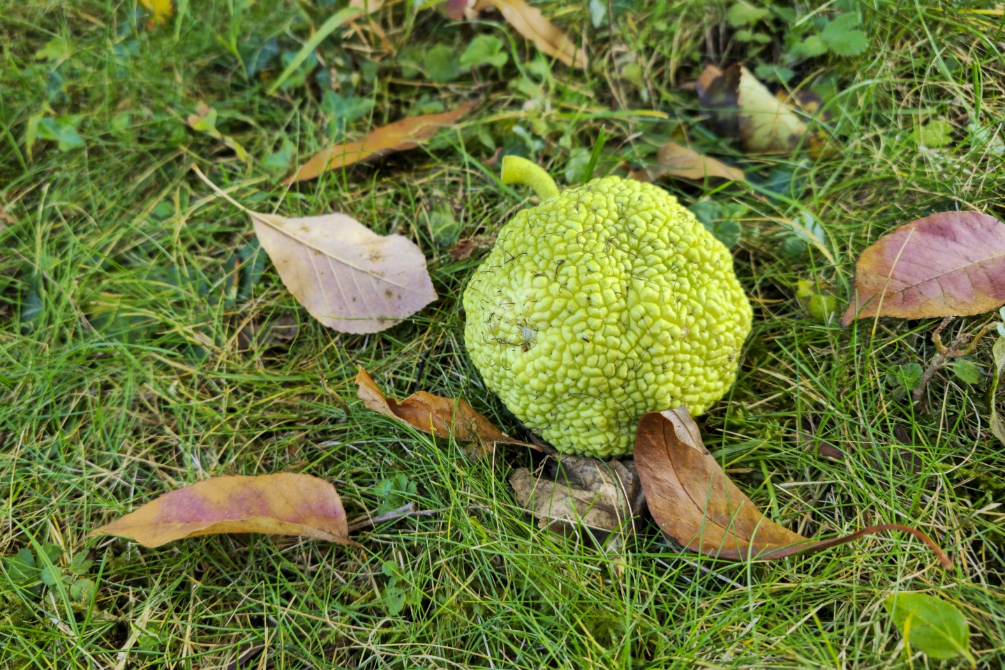 Maclura pomifera (1)