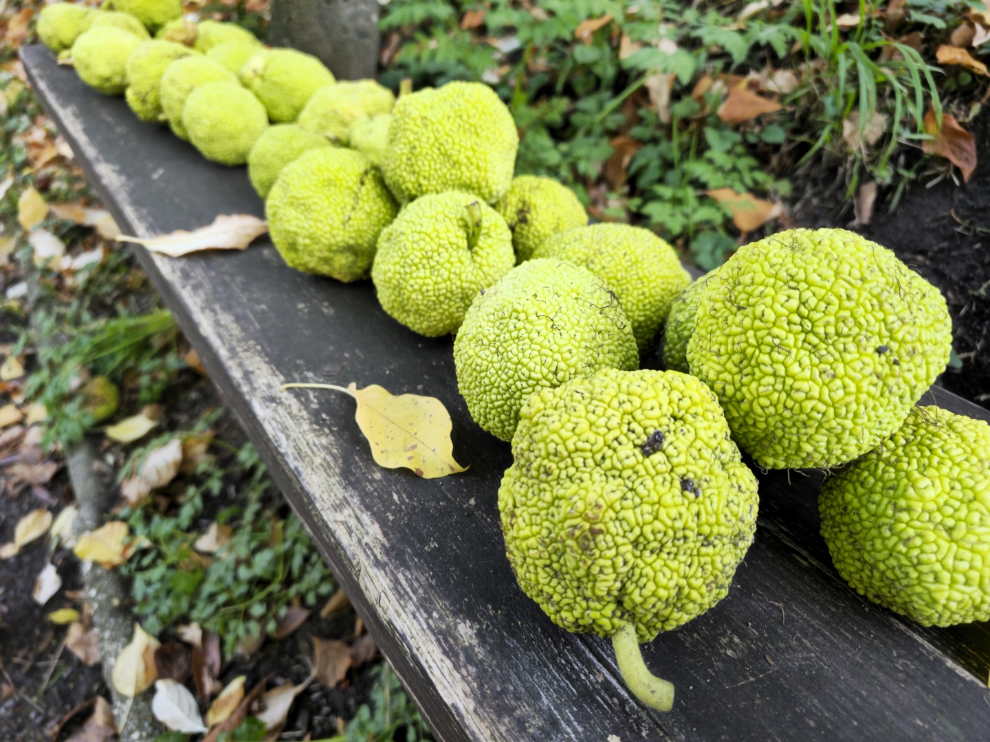 Maclura pomifera (3)