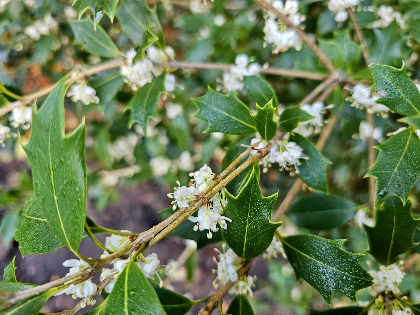 Osmanthus heterophyllus