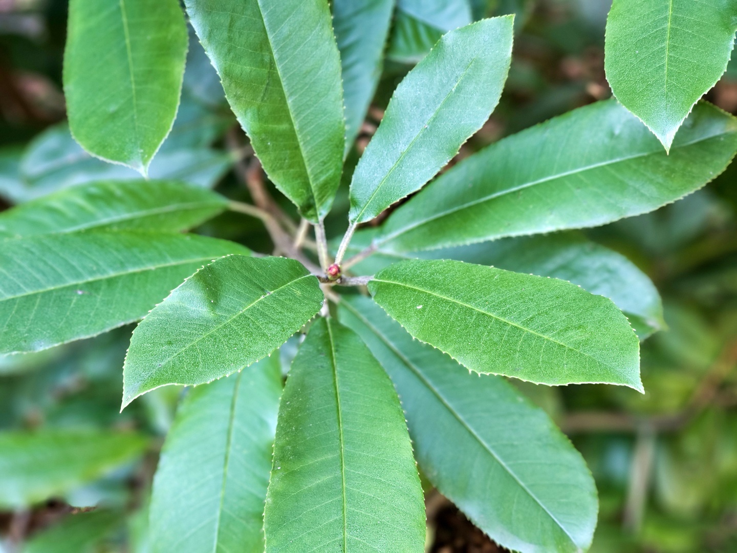 Photinia davidiana