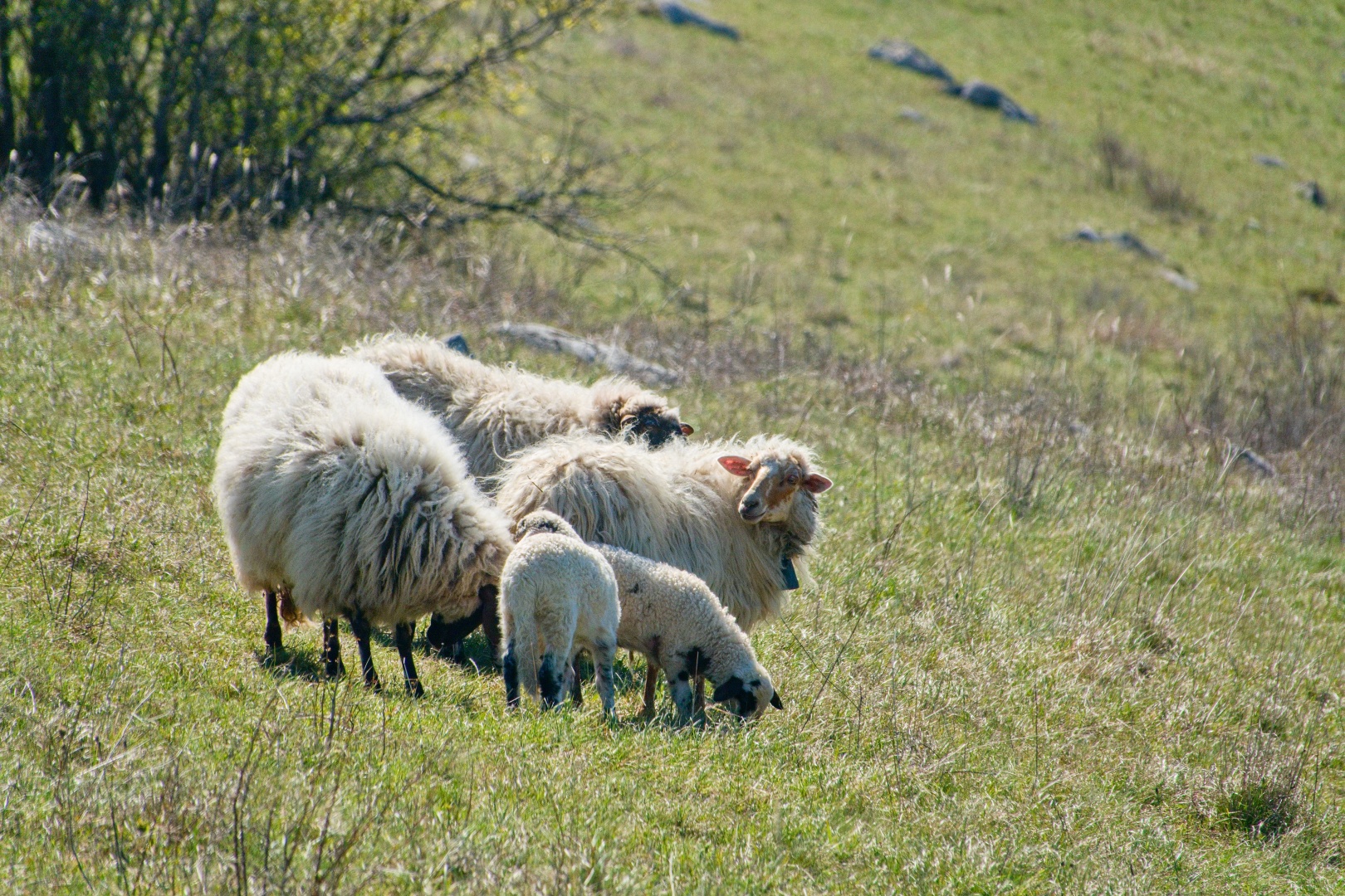 Z Gerníku do Rovenska_na cestě (004)