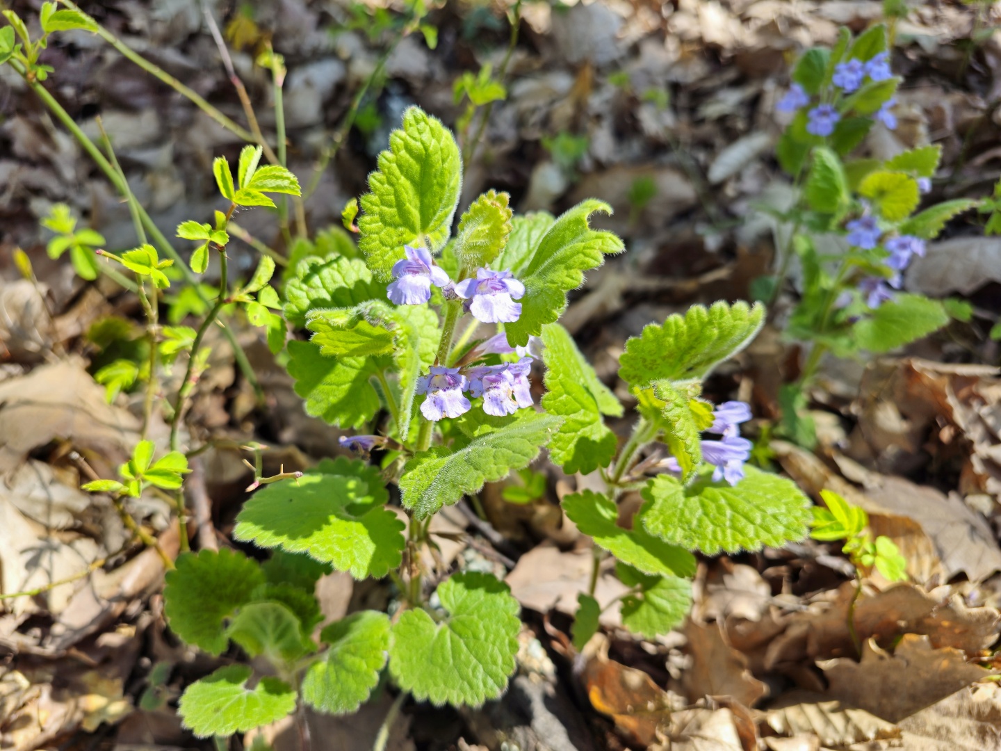 Z Gerníku do Rovenska_na cestě (039)