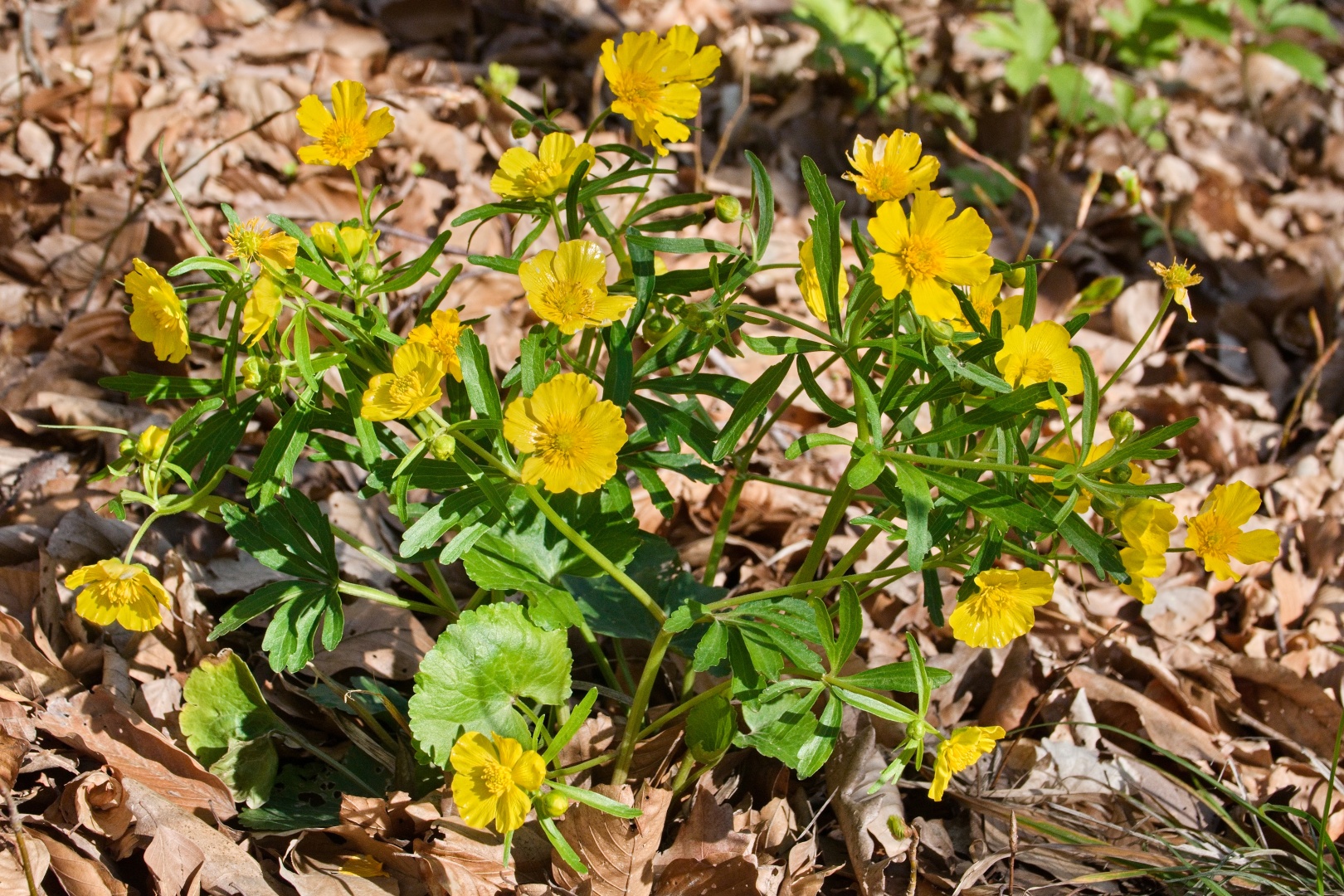 Z Gerníku do Rovenska_na cestě (042)