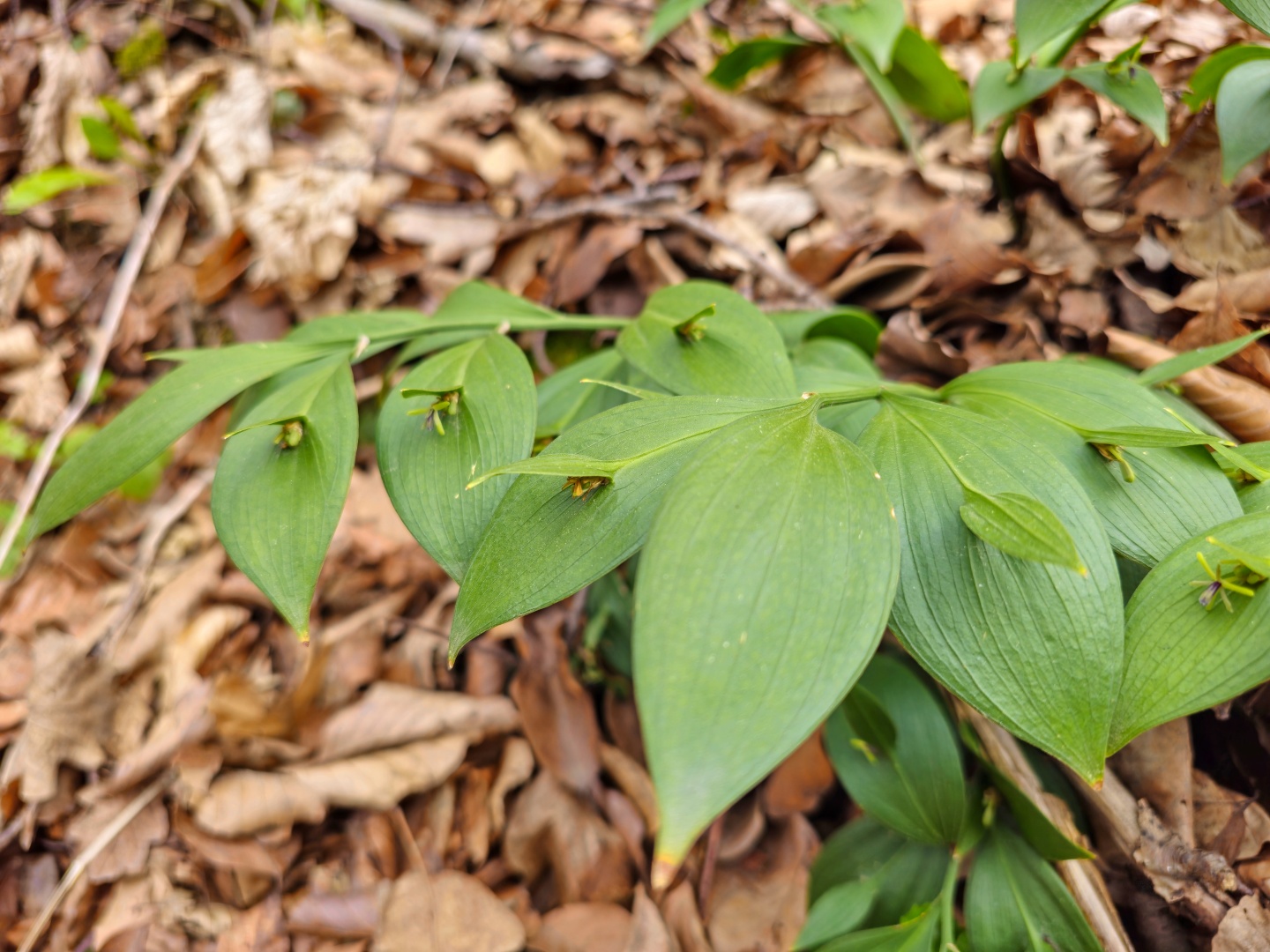 Z Gerníku do Rovenska_na cestě (083)