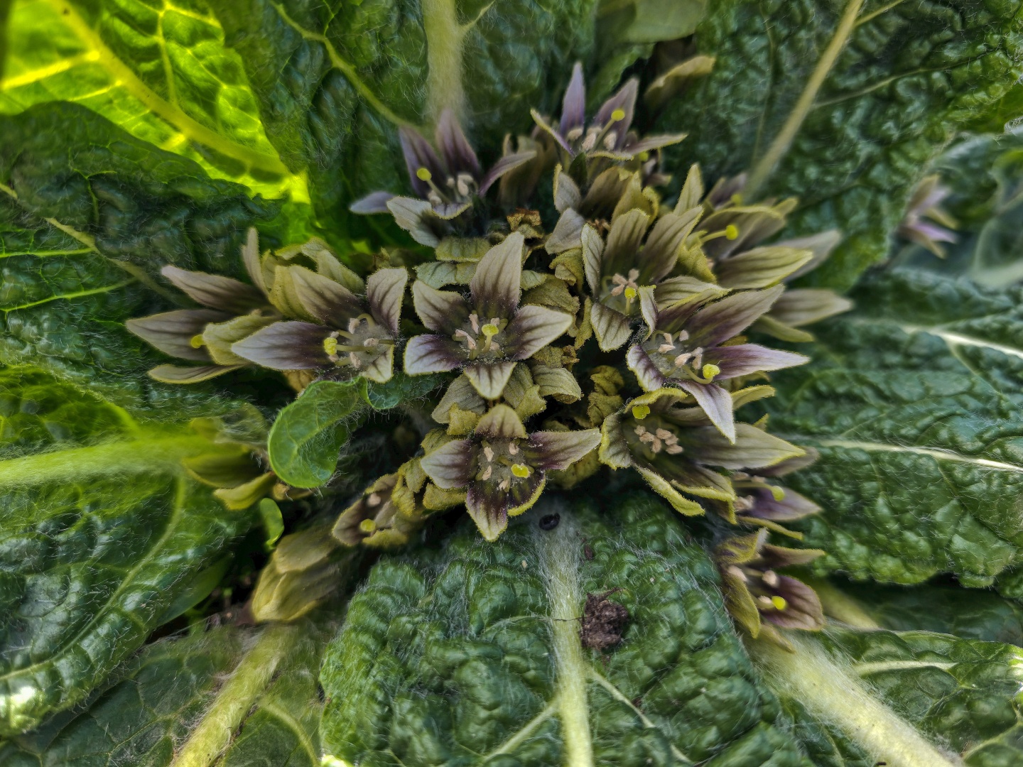 Kuks_008_mandragora