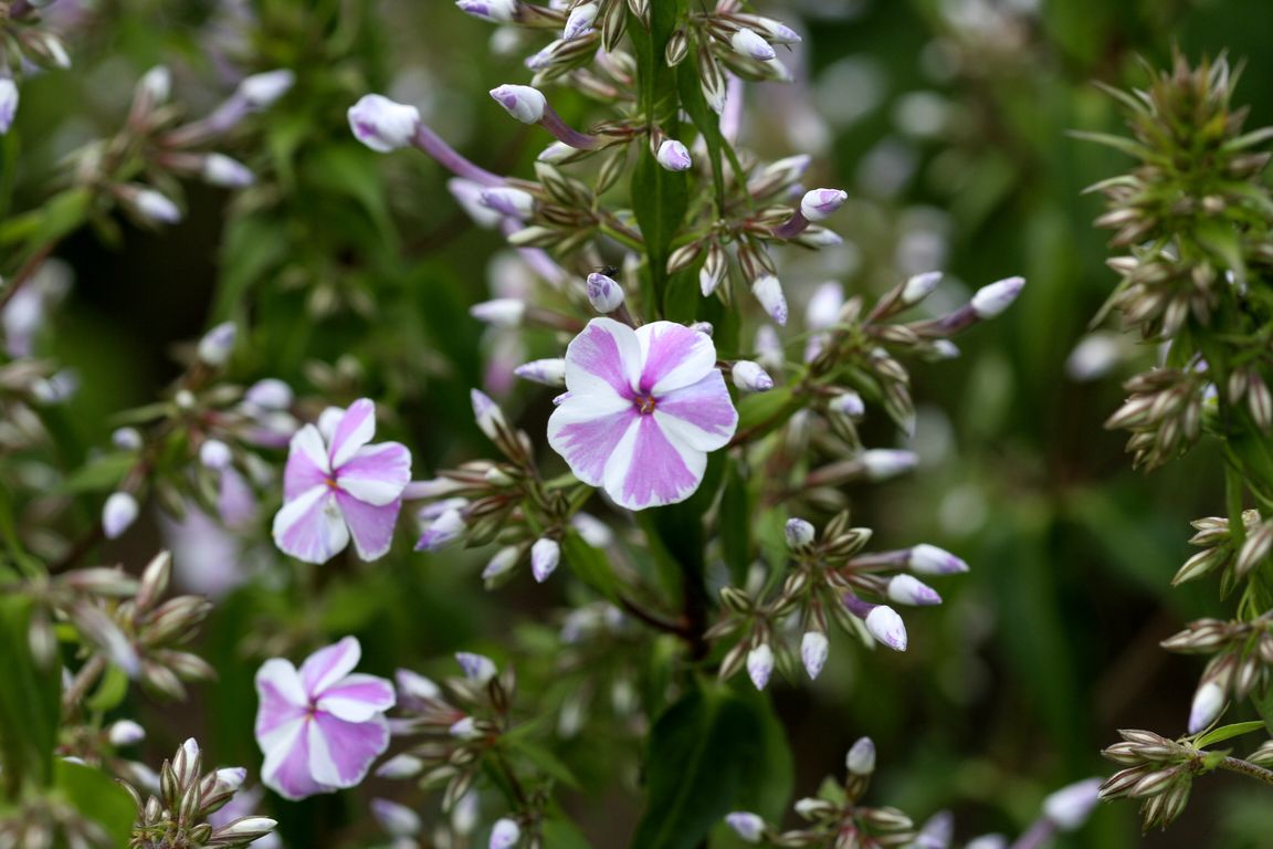 CANON 350D_Phlox paniculata NATASHA.jpg