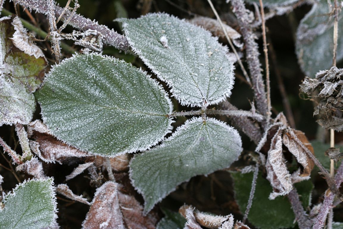 ostružina (1).jpg