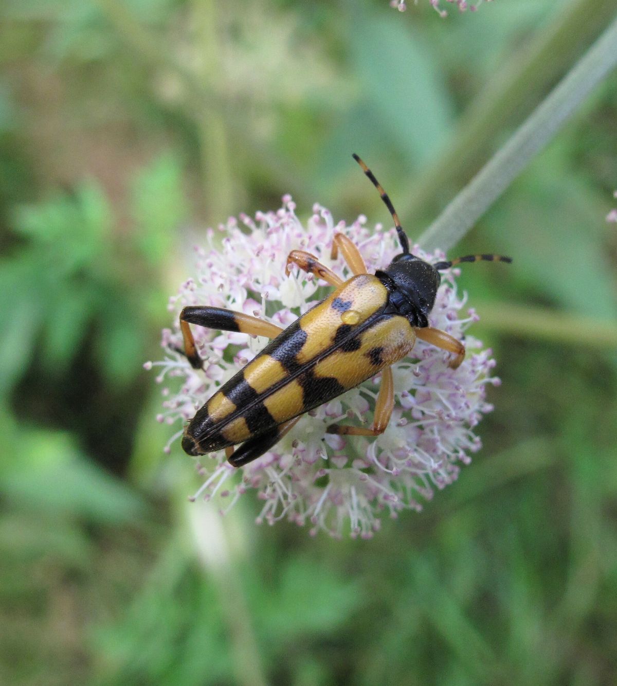 tesarik_Strangalia_maculata - Svoboda nad Úpou