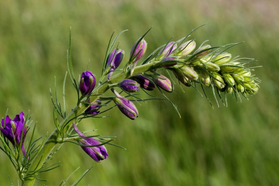 2010_05_Hortobágy-051.jpg