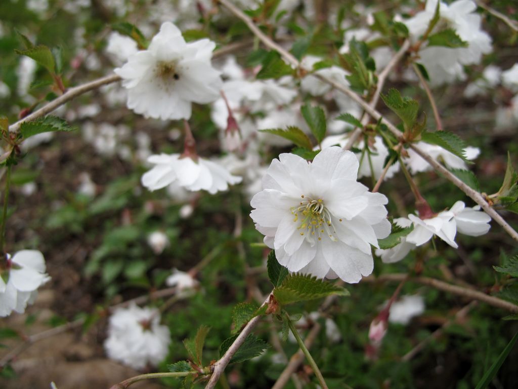 zahradka_2010-024_prunus_subhirtela_holy_julinette