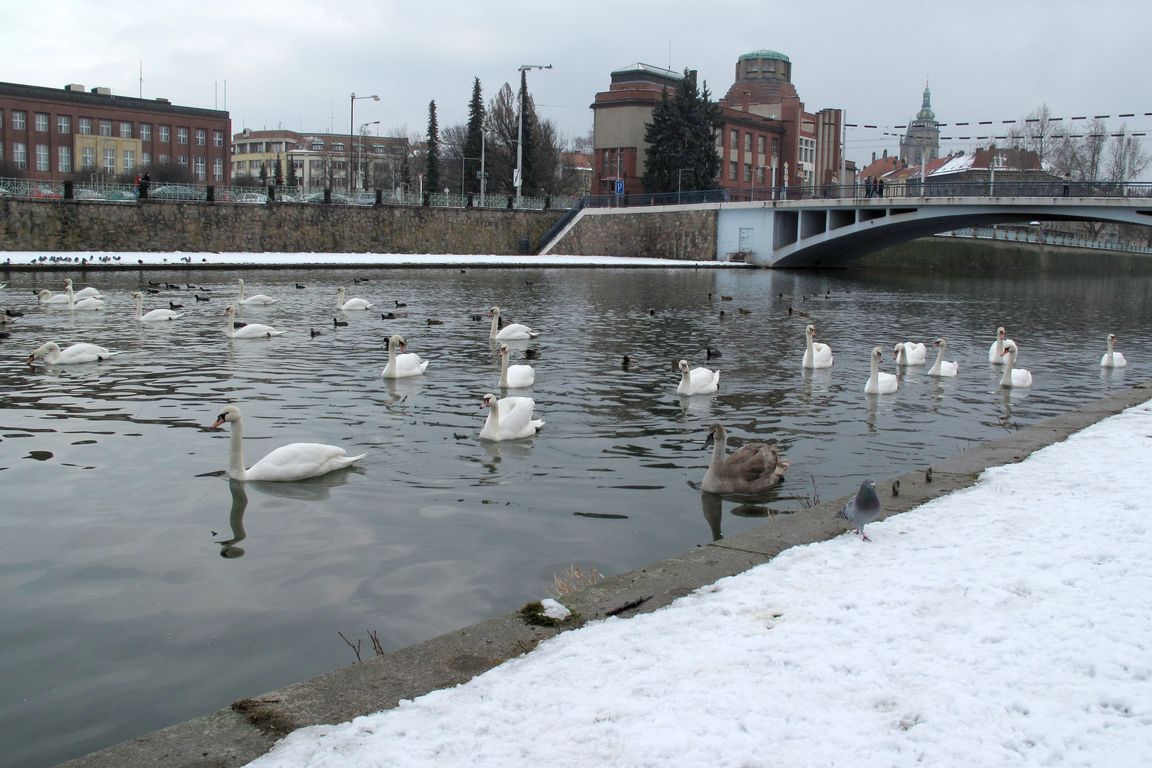 Hradec_Kralové_Flotila_na Labi