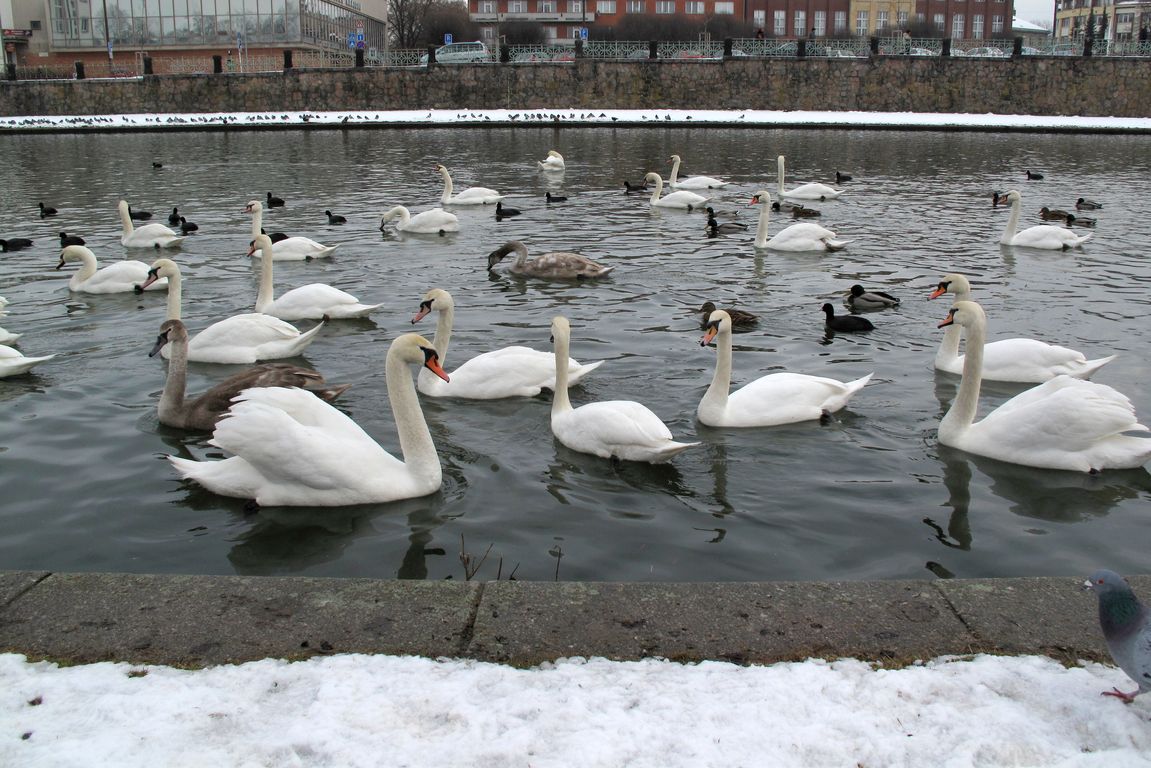 Hradec_Kralové_Flotila_na Labi (2)