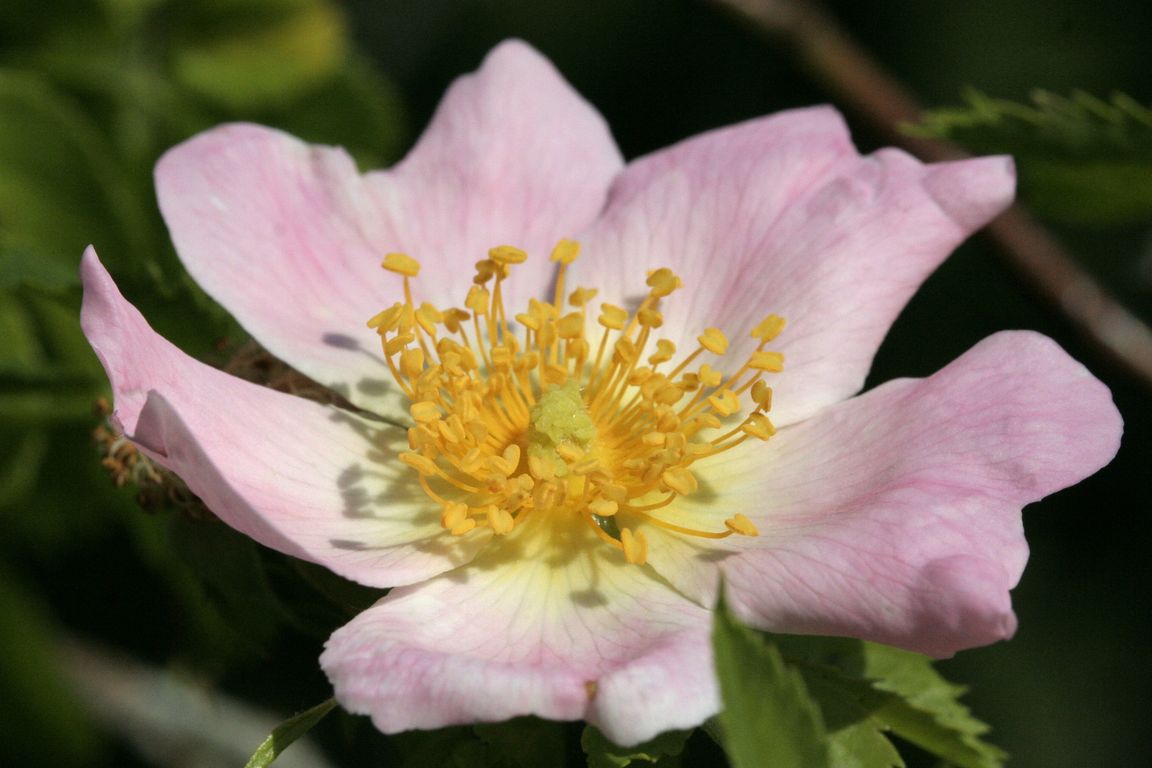 Rosa sp.