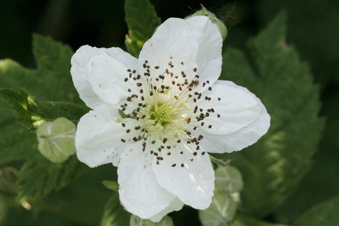 Rubus sp.