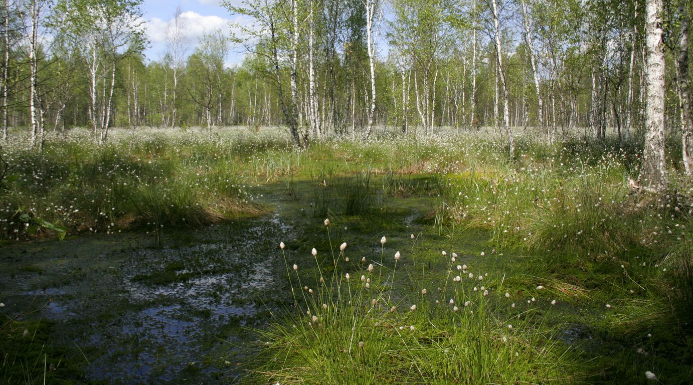 Biebrzansky_park_narodowy (22)