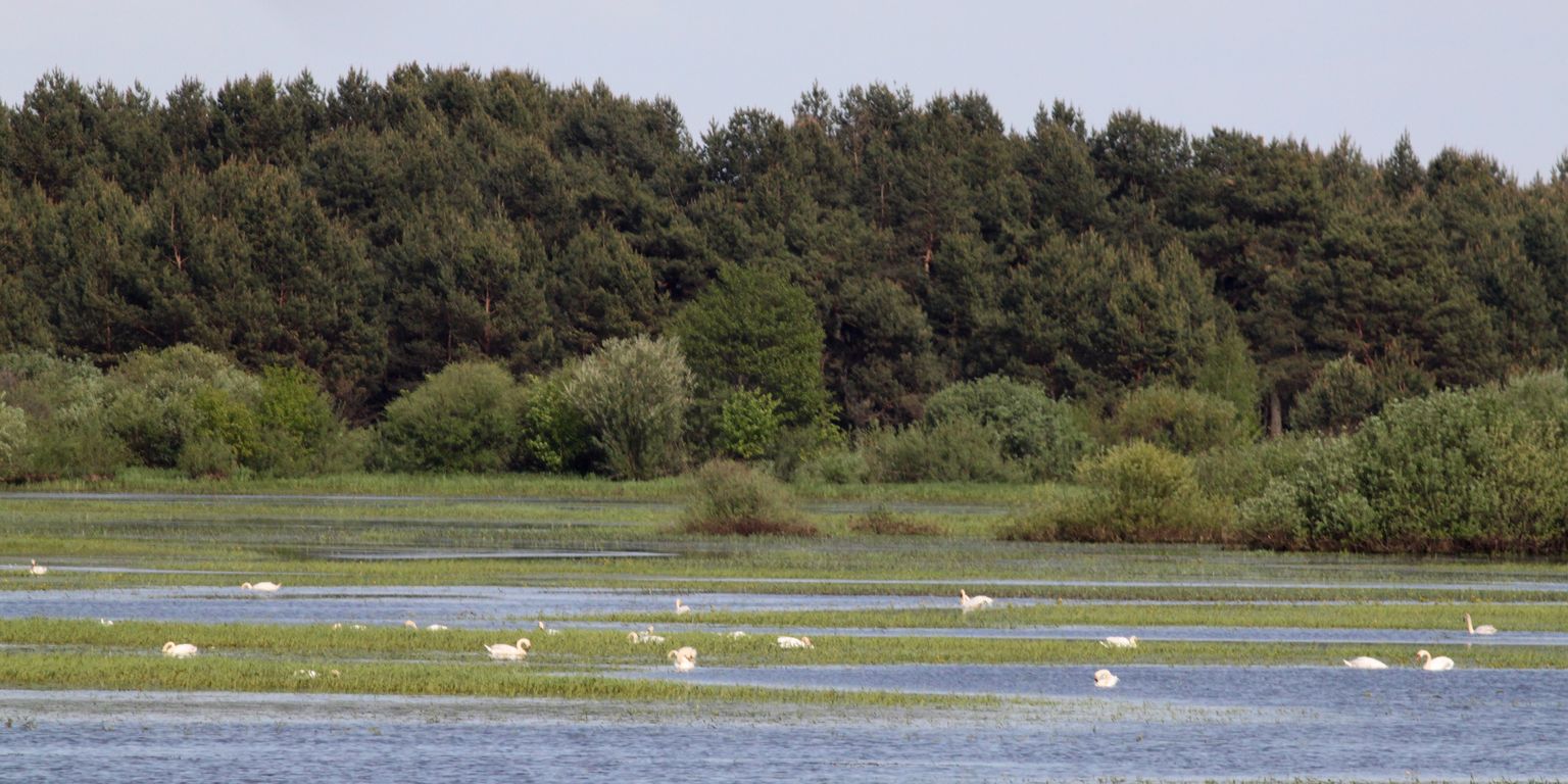 Biebrzansky_park_narodowy (3)