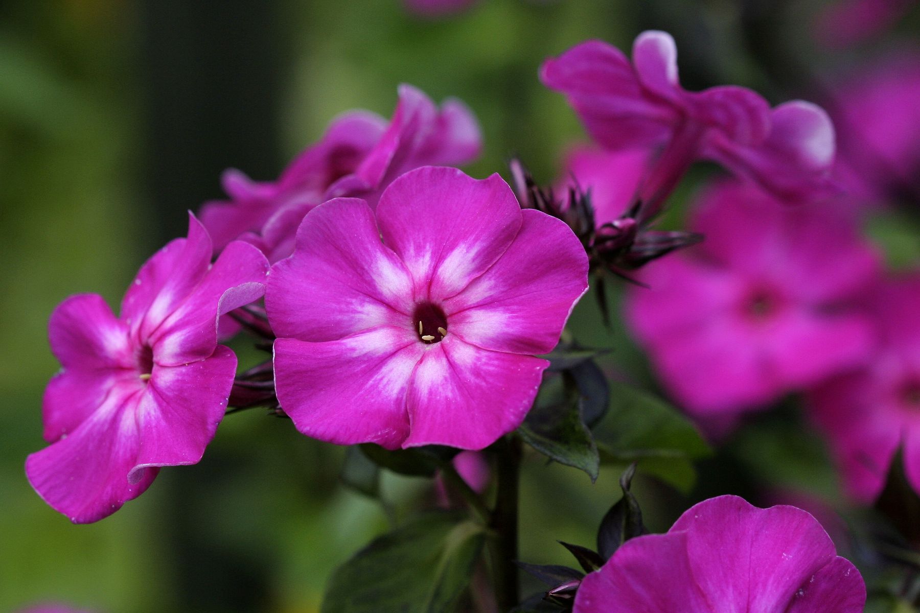 000_Phlox_paniculata_ (4)