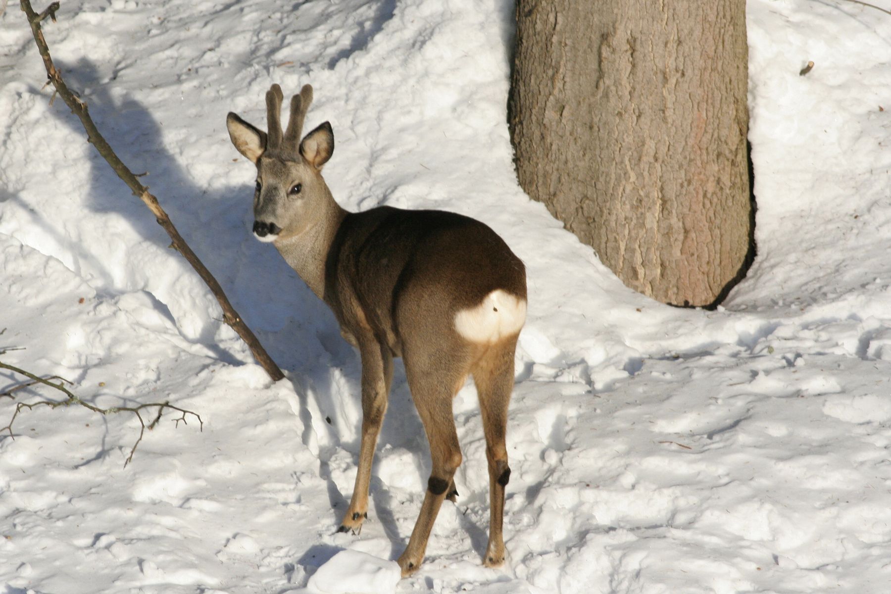 Srnčí_Janské_Lázně_2012_02_03-000