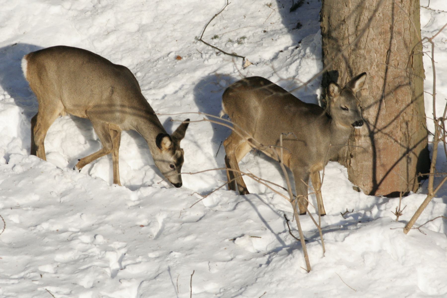 Srnčí_Janské_Lázně_2012_02_03-001