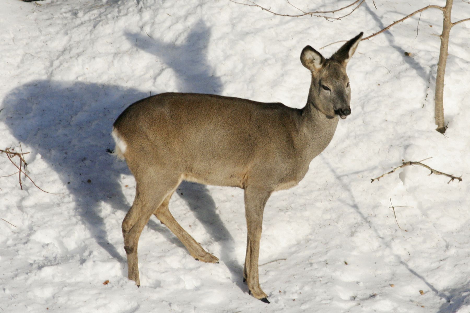 Srnčí_Janské_Lázně_2012_02_03-002