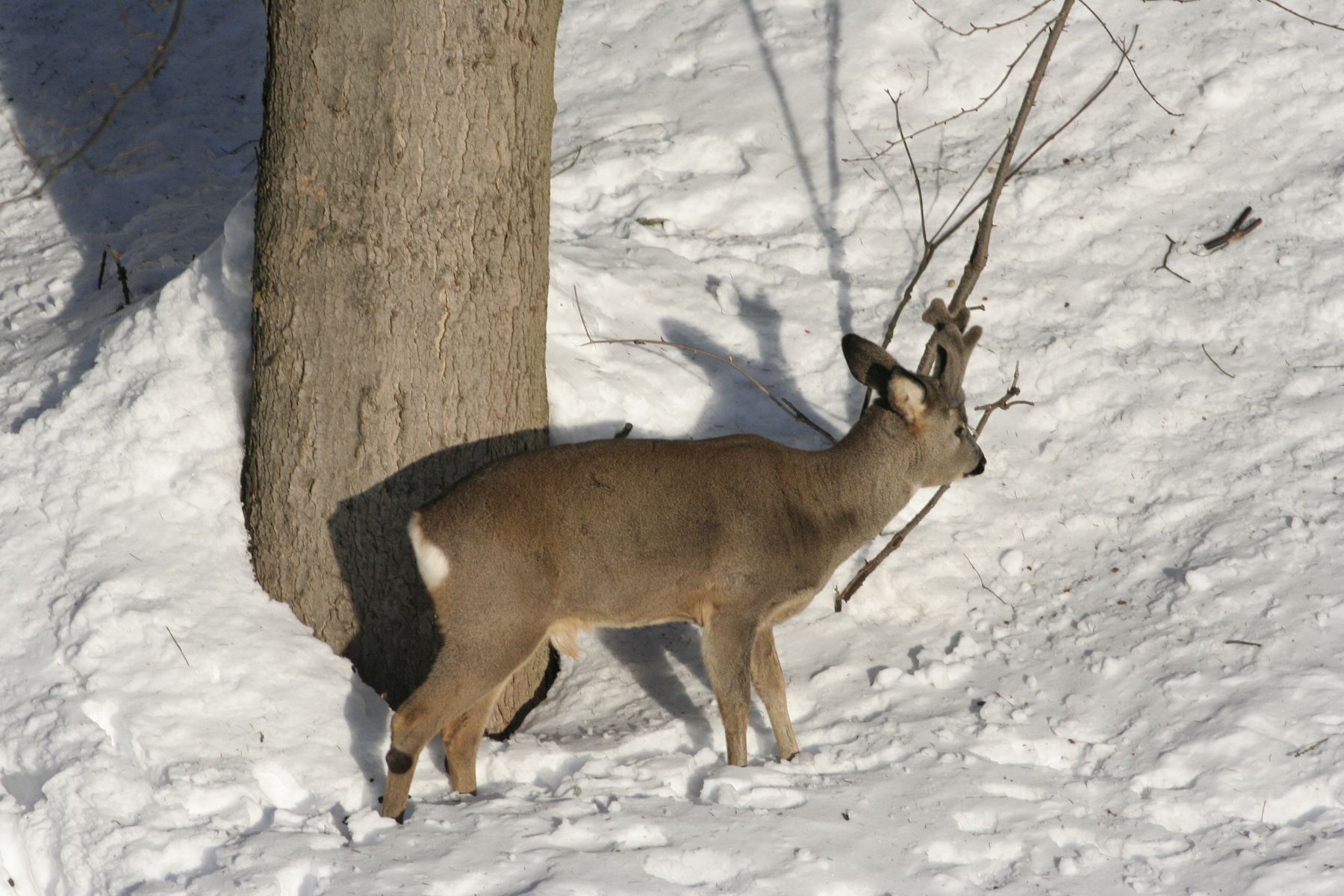 Srnčí_Janské_Lázně_2012_02_03-004