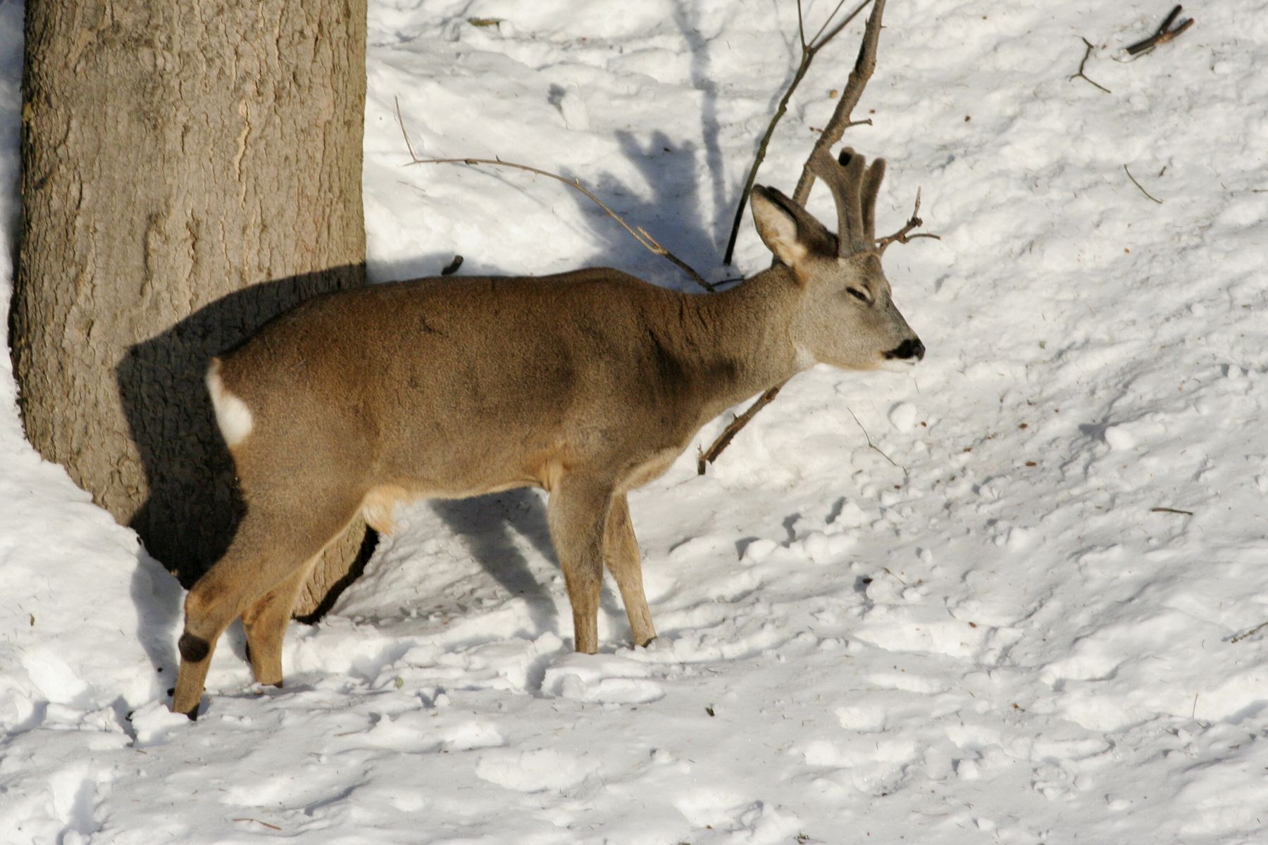 Srnčí_Janské_Lázně_2012_02_03-005