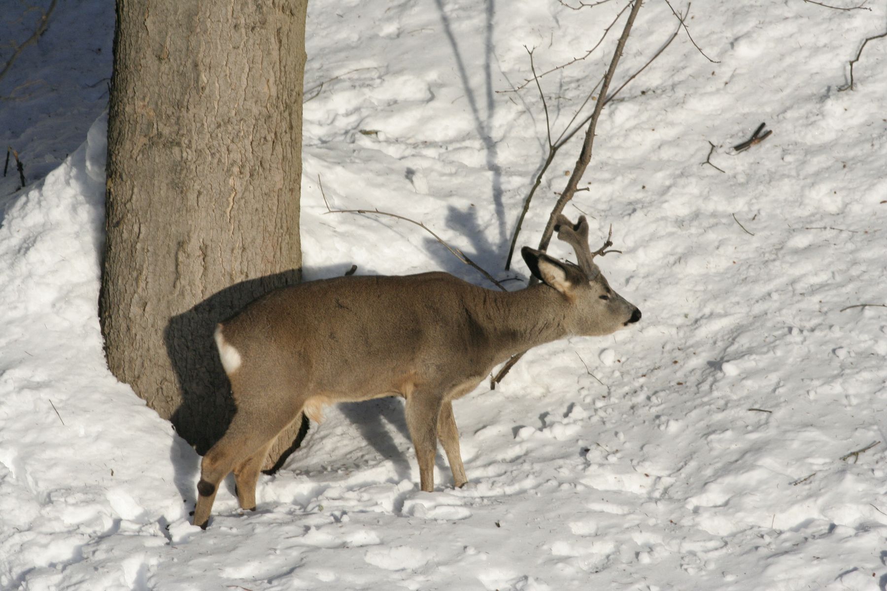 Srnčí_Janské_Lázně_2012_02_03-006