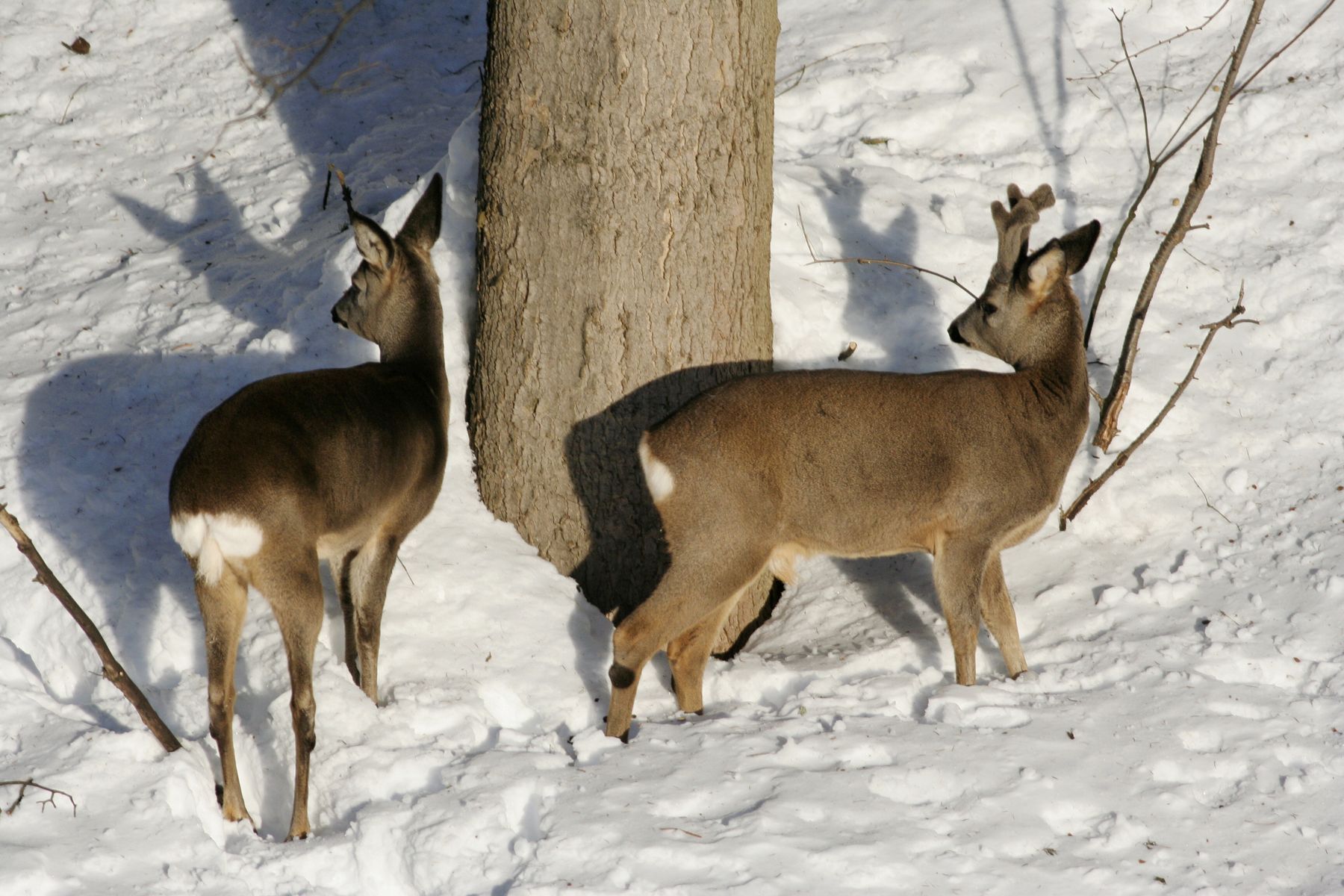 Srnčí_Janské_Lázně_2012_02_03-009