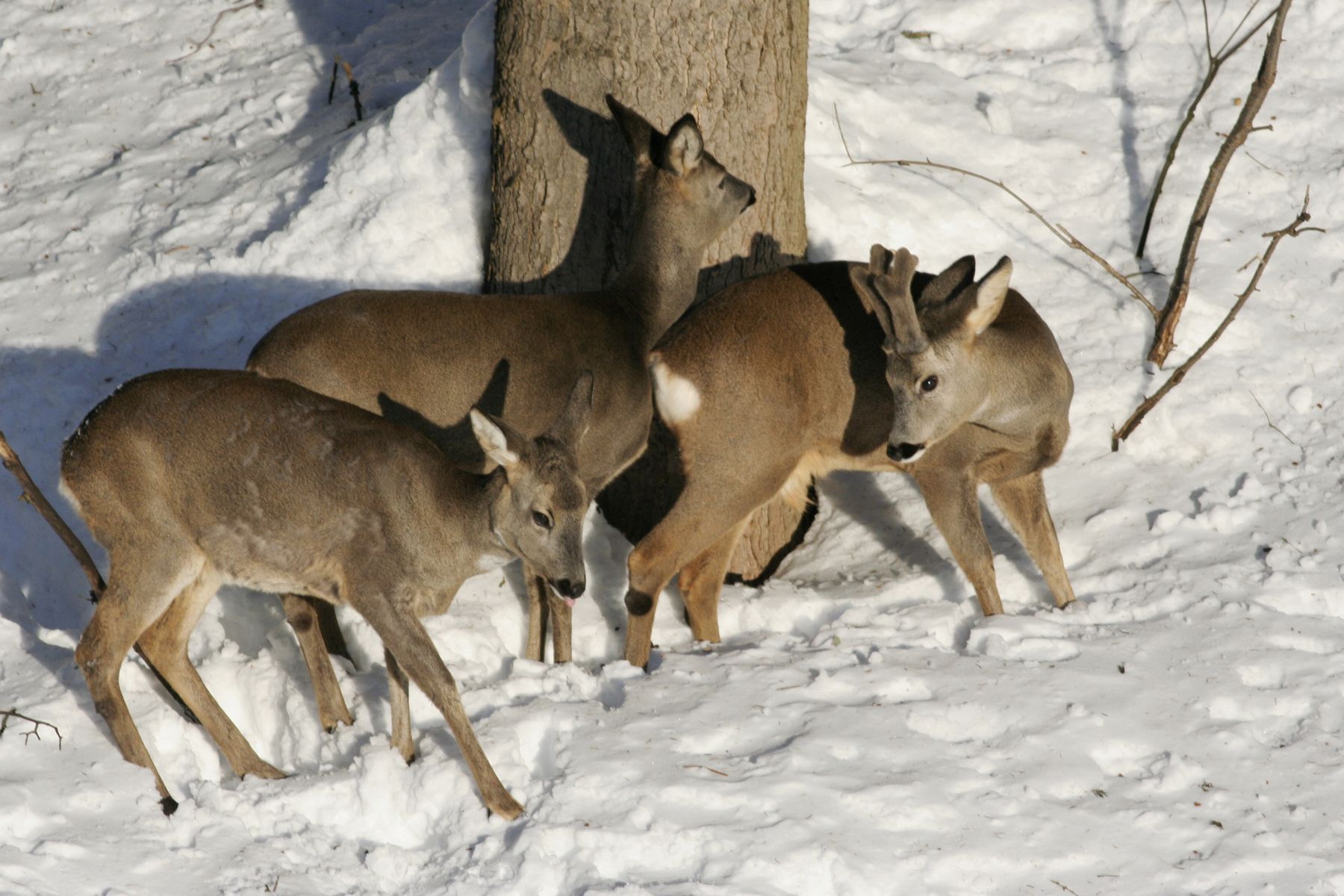 Srnčí_Janské_Lázně_2012_02_03-016