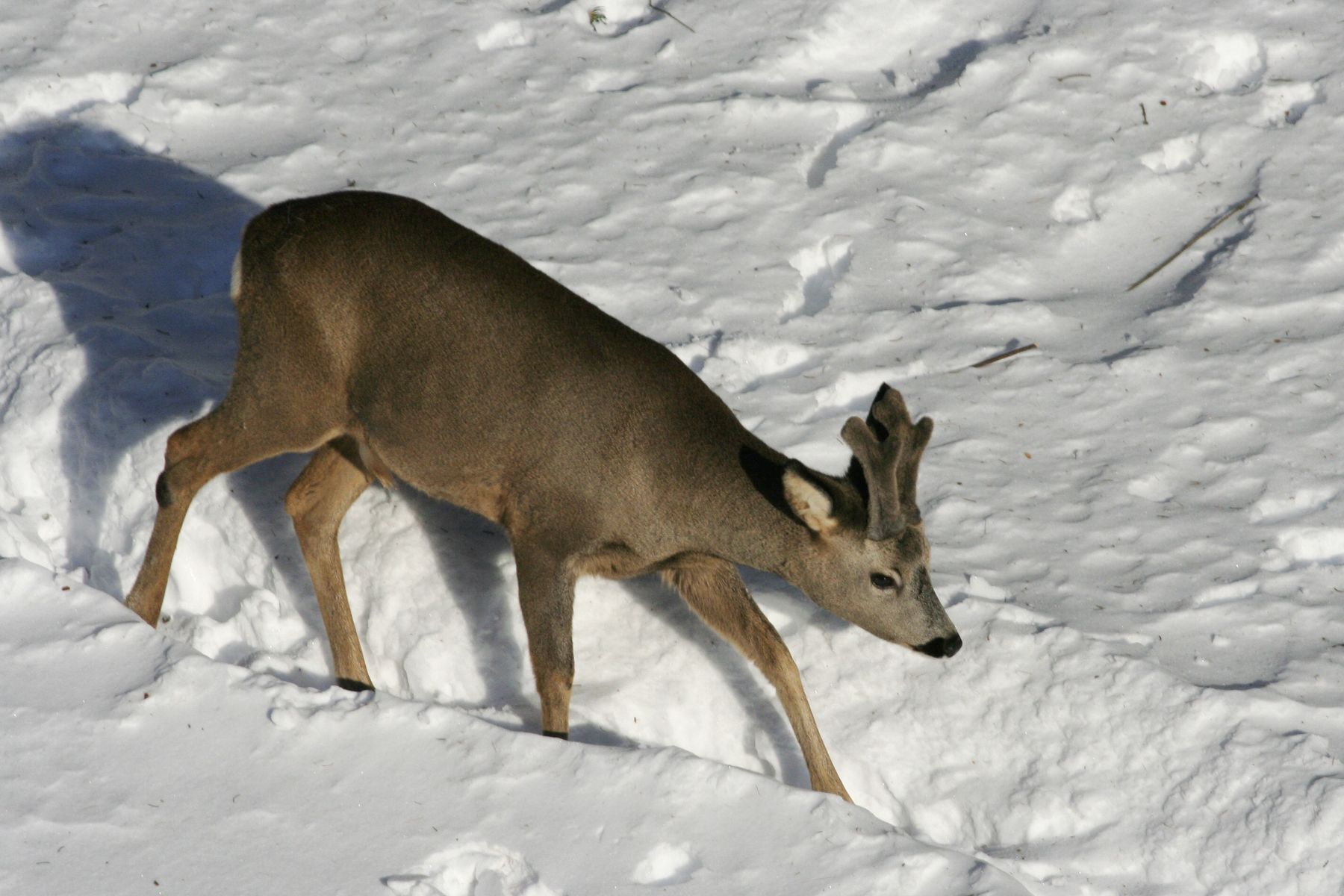 Srnčí_Janské_Lázně_2012_02_03-021