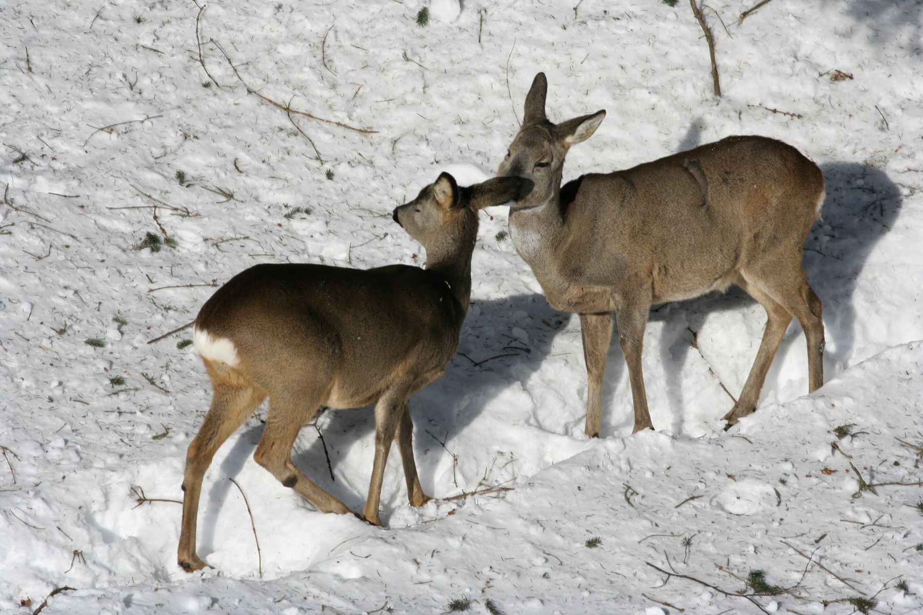 Srnčí_Janské_Lázně_2012_02_03-029