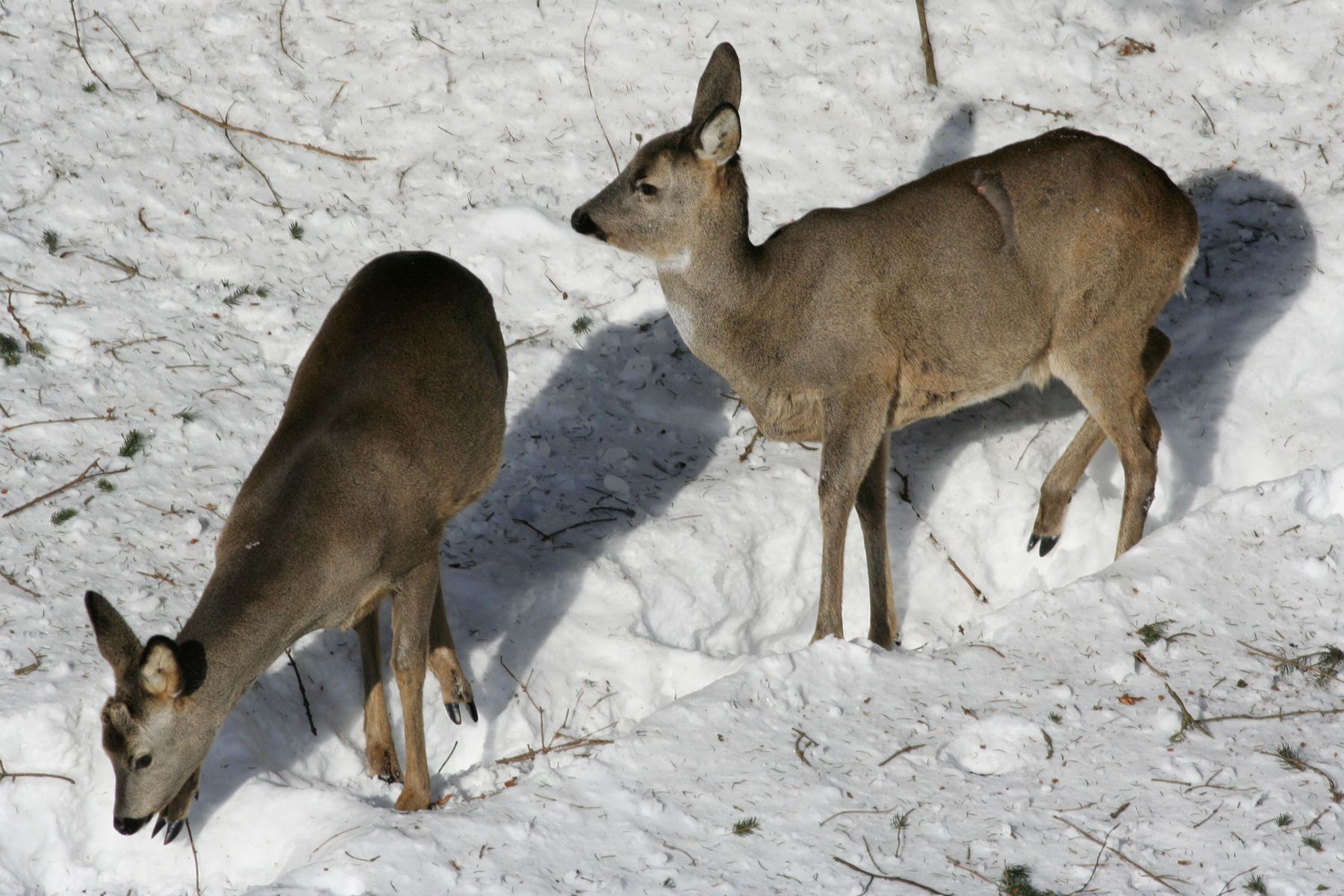 Srnčí_Janské_Lázně_2012_02_03-036