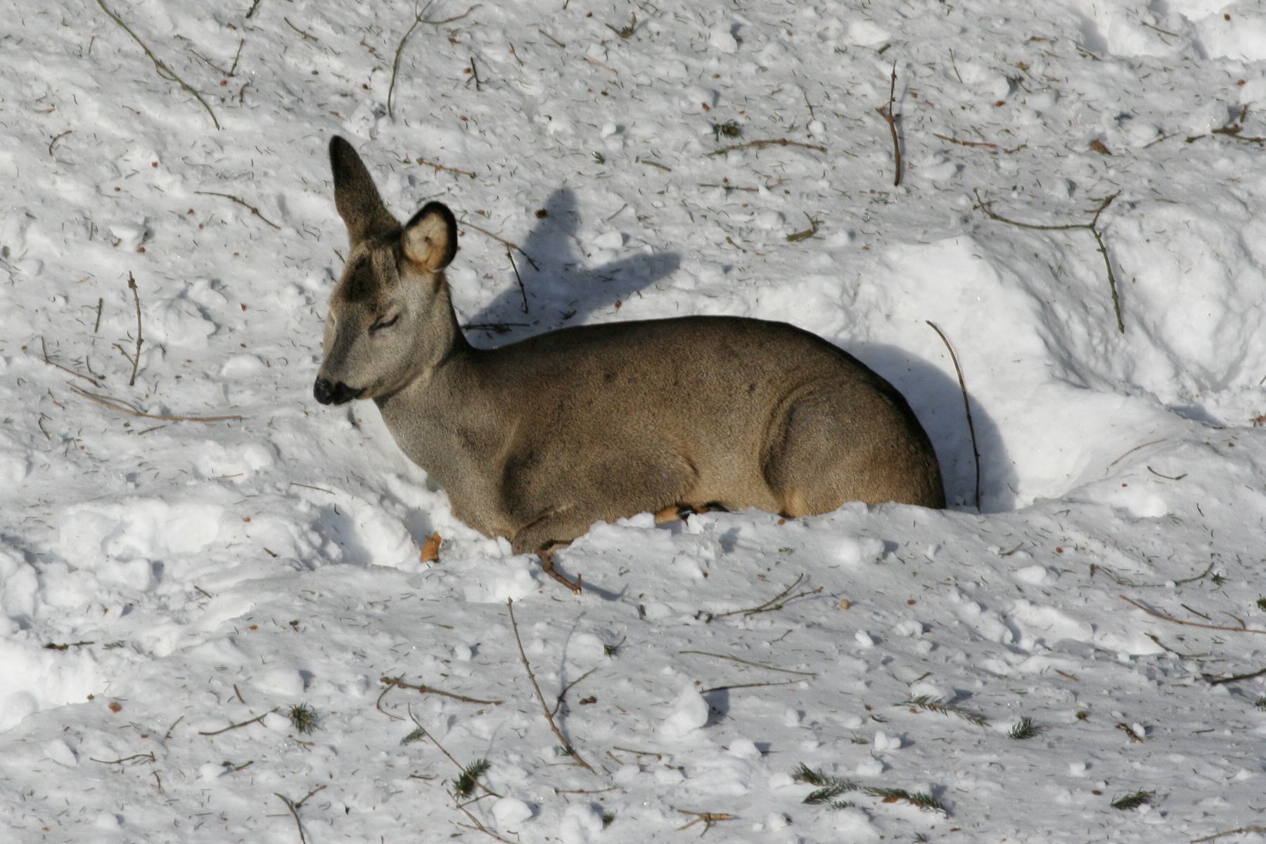 Srnčí_Janské_Lázně_2012_02_03-037