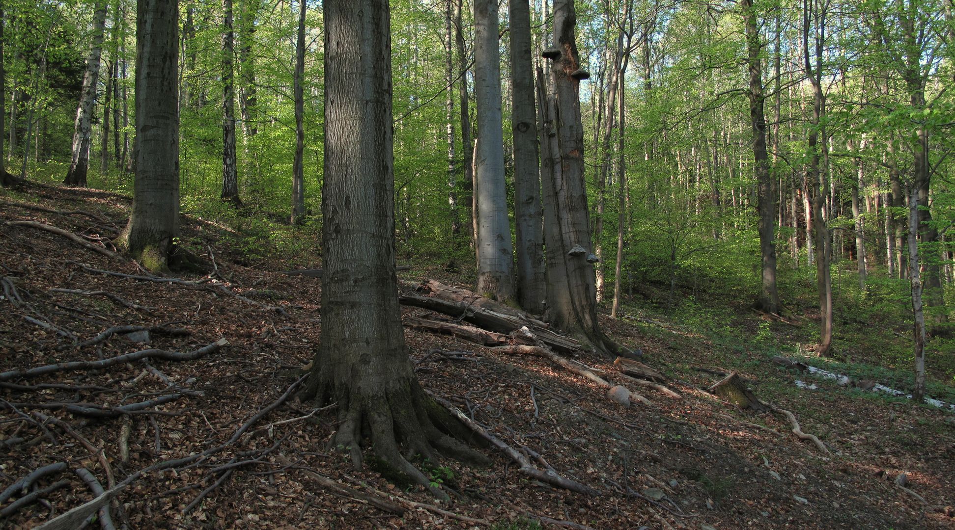 Interiér bučiny (2)