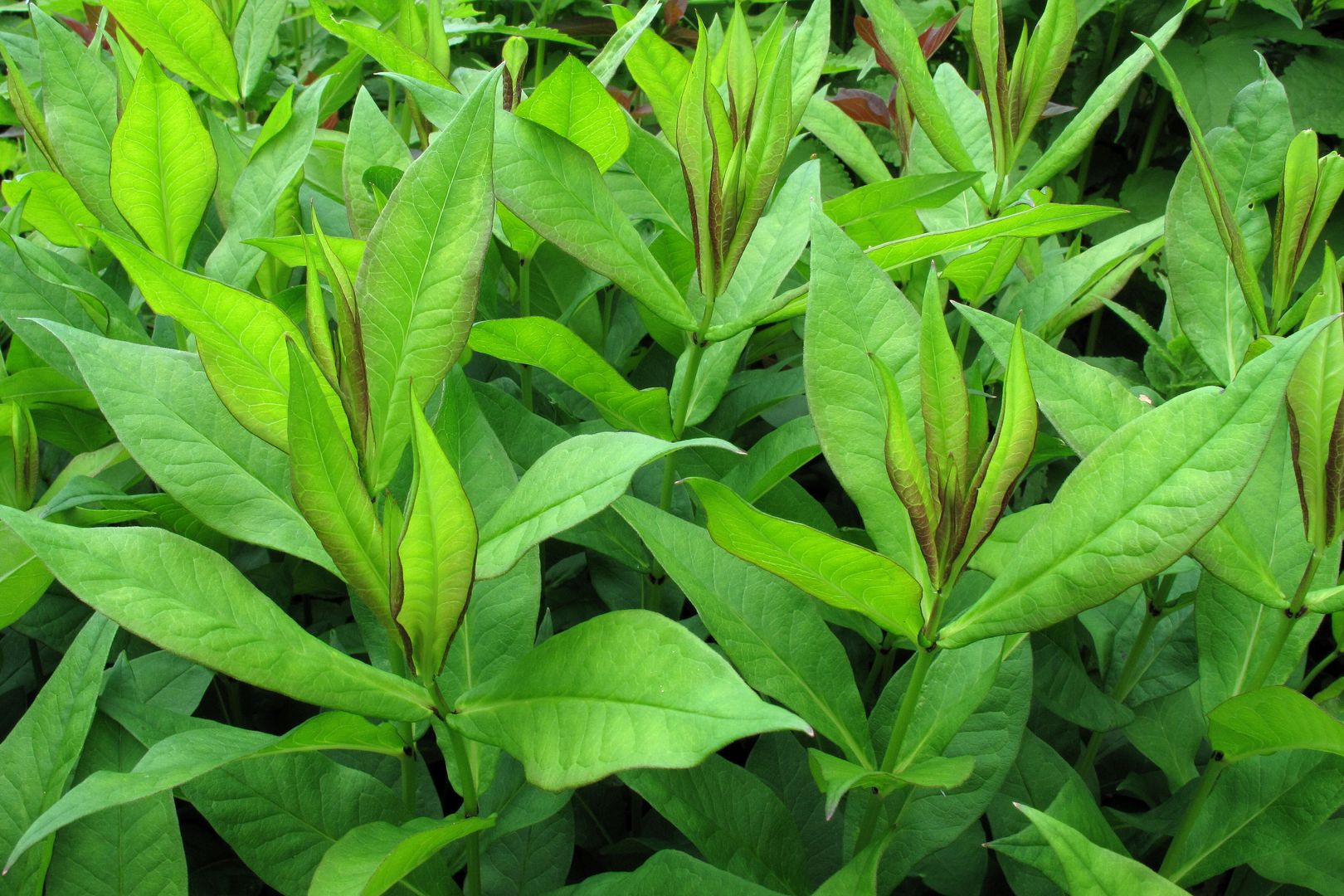 Phlox_paniculata