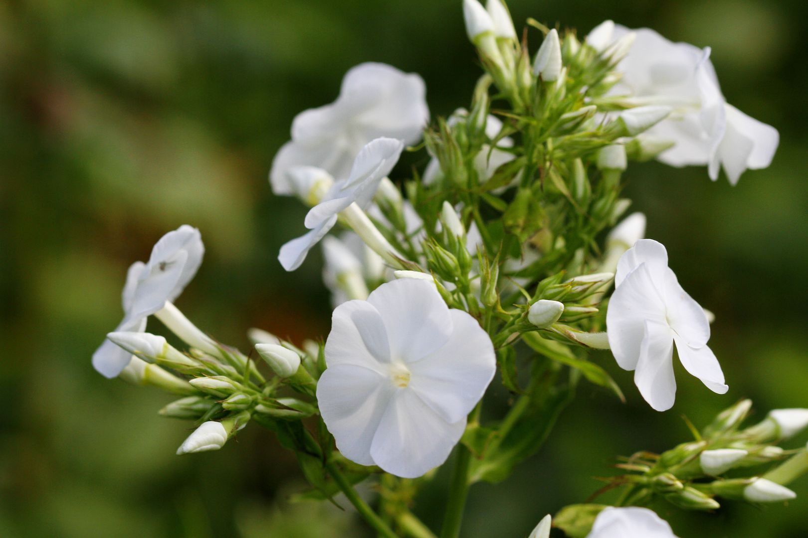 Phlox_paniculata-DAVID (2)