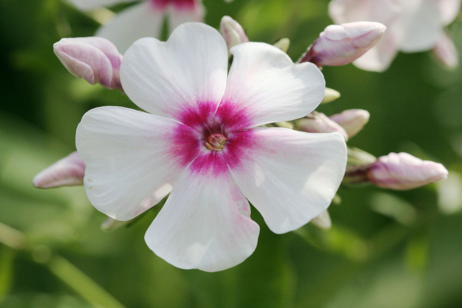 Phlox_paniculata-KIRMESLANDER (2)