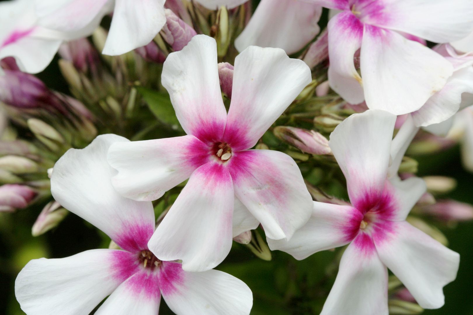 Phlox_paniculata-KIRMESLANDER (3)